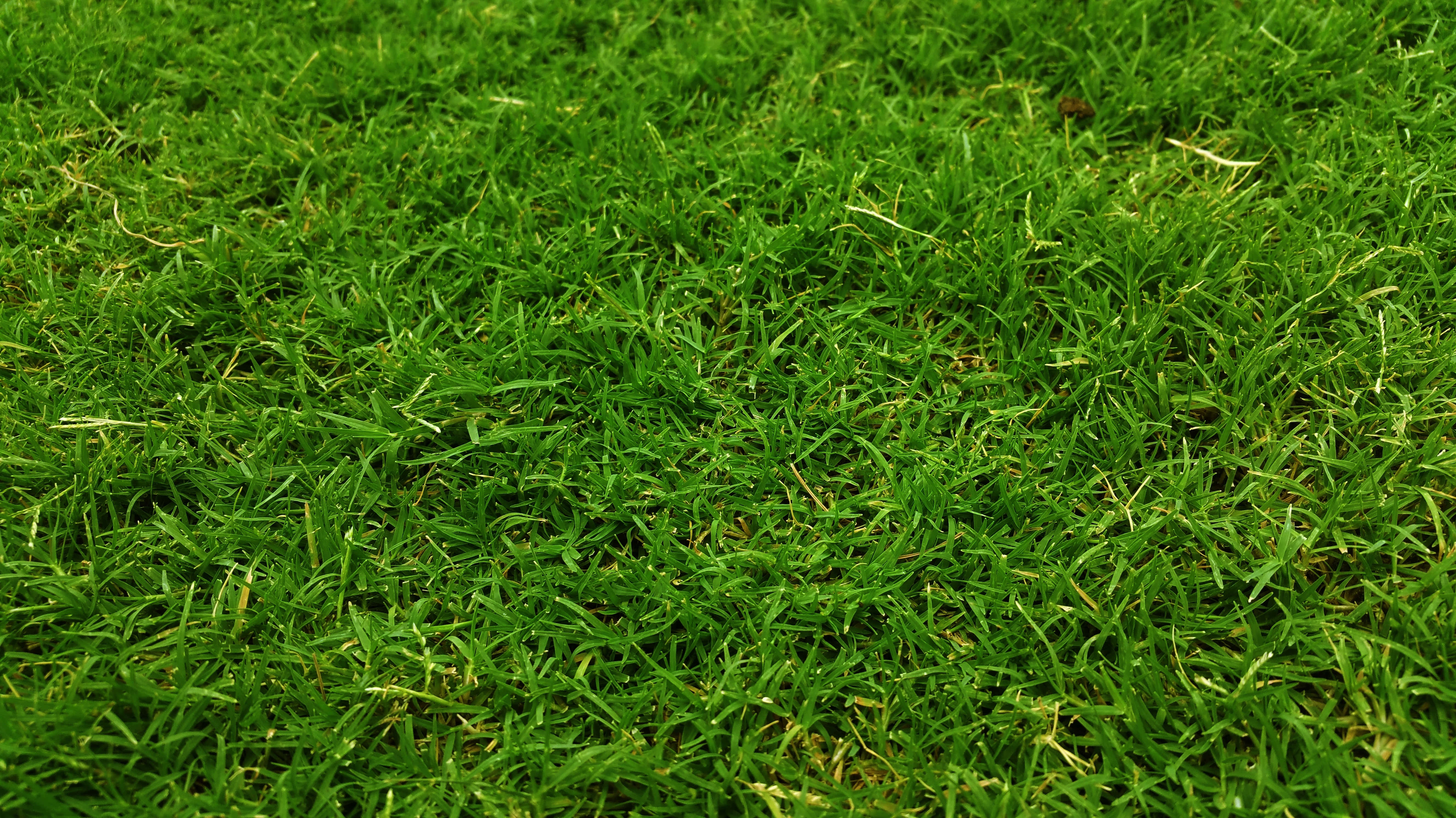 Green Grass 桌布 壁紙 — 在明亮日光下，茂密綠草葉片帶有細微黃色尖端的特寫照片。