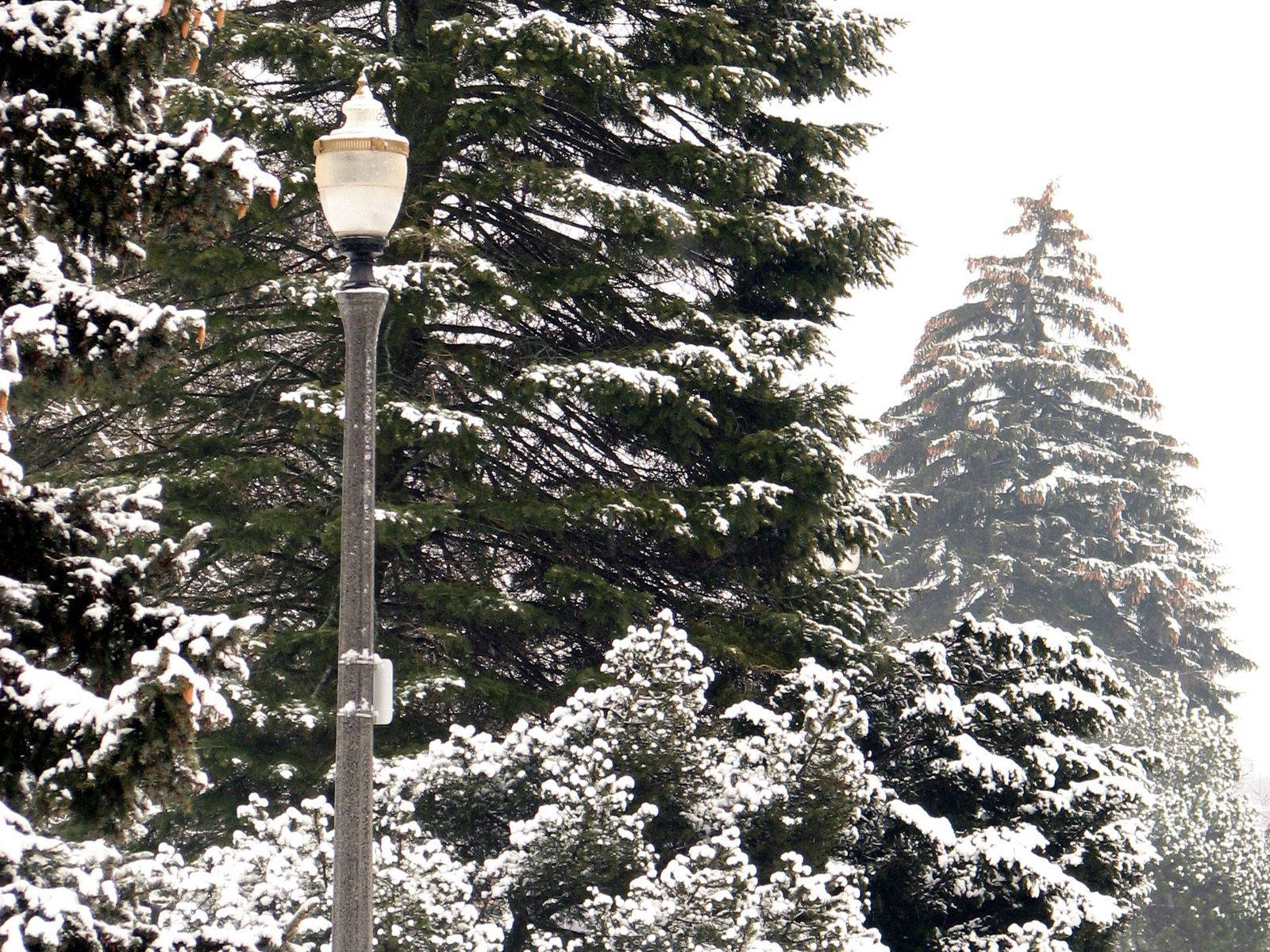 公園 桌布 壁紙 — 在明亮的冬日天空下，一盞復古路燈矗立在積雪的常青樹之間。