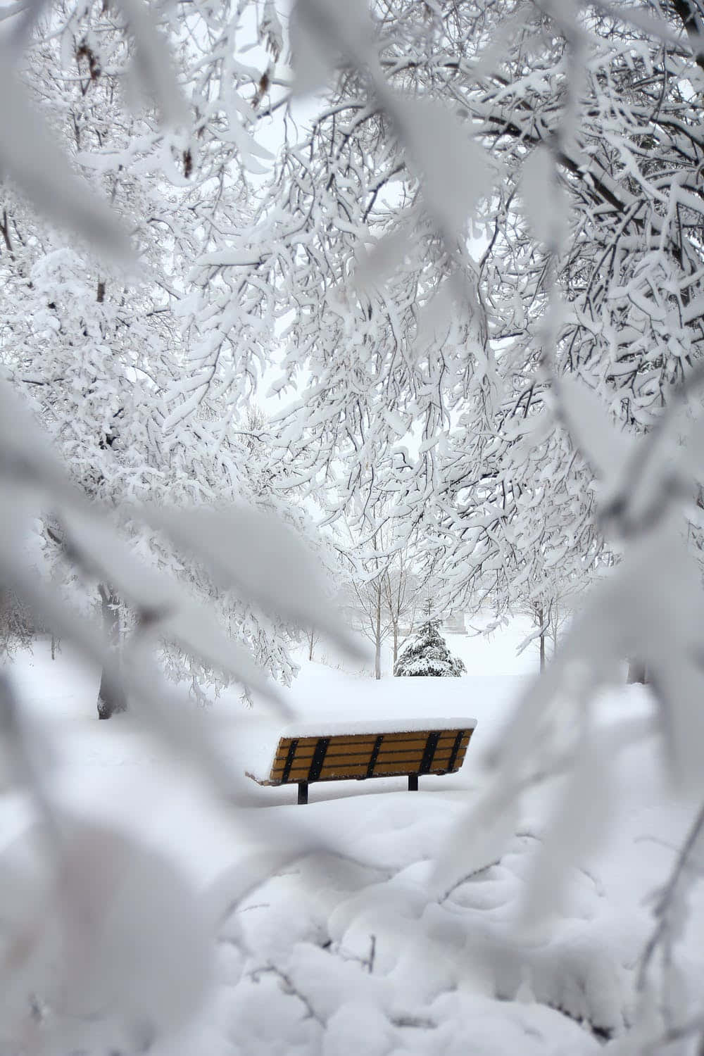 美學 桌布 壁紙 — 在明亮的冬日天空下，被霜凍樹枝框住的積雪公園長椅。