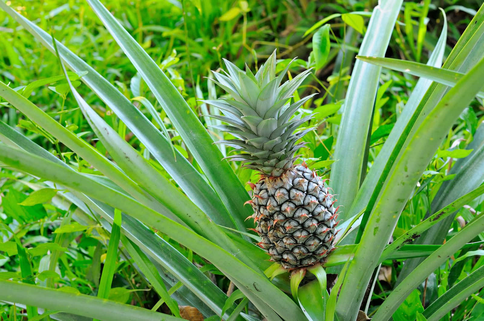 Pineapple 桌布 壁紙 — 在明亮的日光下，一個成熟的鳳梨在熱帶花園中茂密的綠葉間生長。