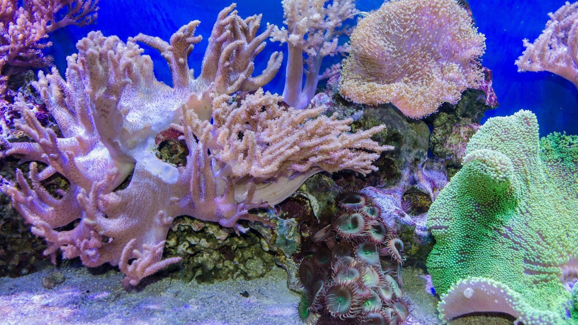 coral 桌布 壁紙 — 在明亮的水族燈光下，充滿活力的珊瑚構造以鮮豔的粉紅色、綠色和藍色色調在岩石礁上茁壯成長。