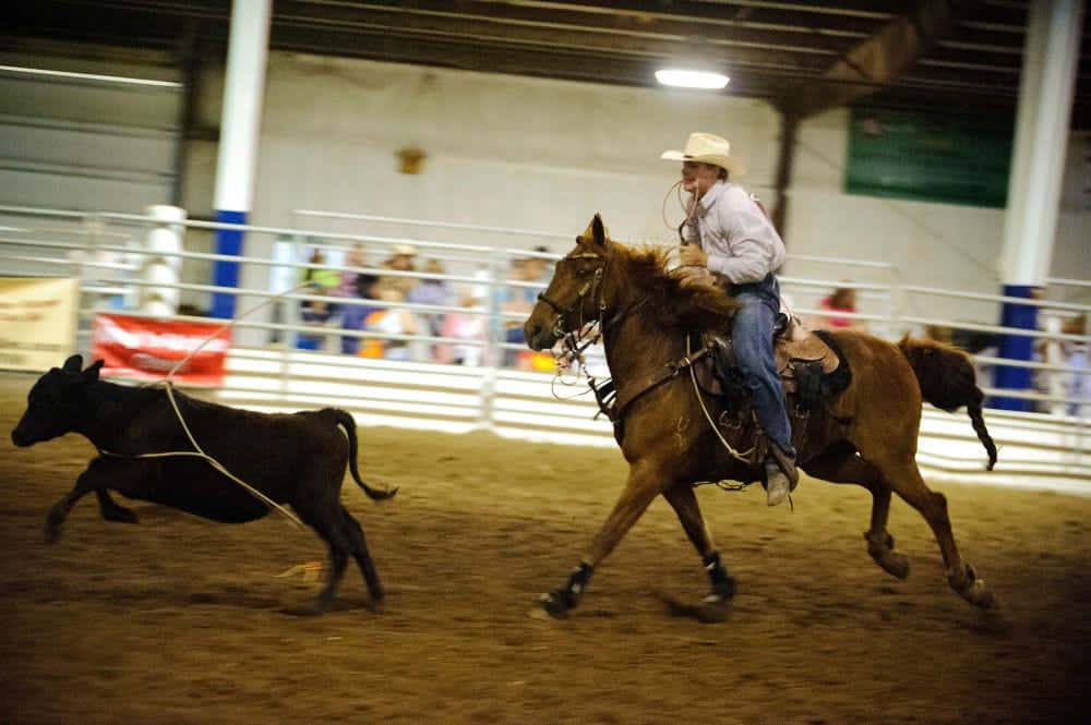 Team Roping 桌布 壁紙 — 在明亮的燈光下，一名牛仔騎著奔馳的馬，在室內牛仔競技場用套索追逐一頭黑色小牛。