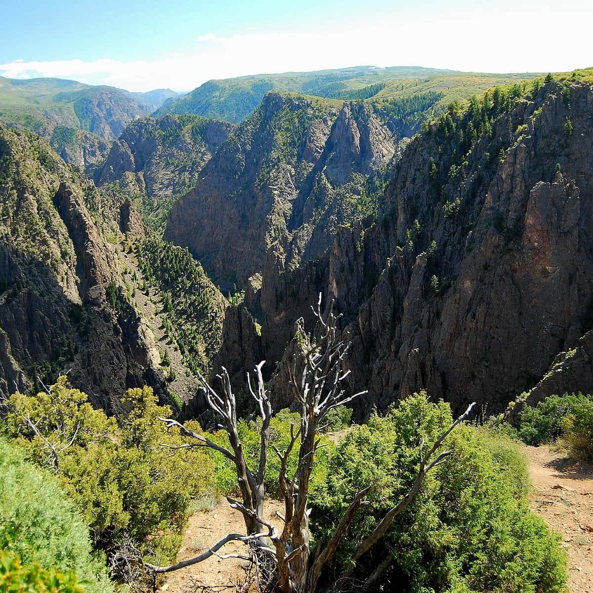 Black Canyon 桌布 壁紙 — 在明亮的藍天下，一個深峽谷的壯麗景色，有崎嶇懸崖和茂密綠植。