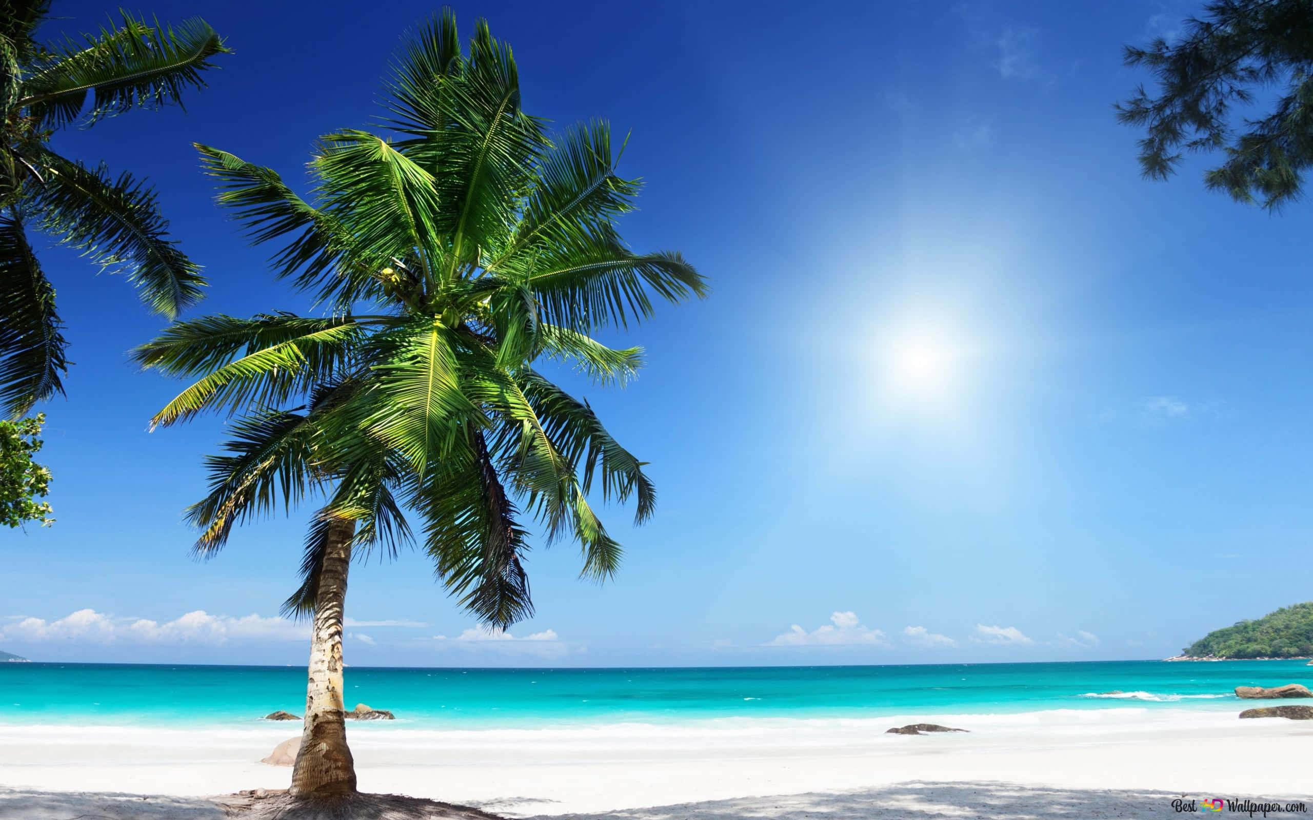 Palm Trees Beach 桌布 壁紙 — 在明亮的藍天下，一棵孤獨的棕櫚樹在純淨的白色沙灘上搖曳，伴隨著碧綠的海浪。