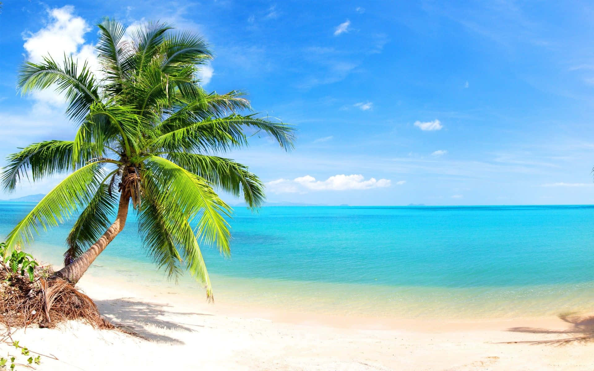 Palm Tree Beach 桌布 壁紙 — 在明亮的藍天下，一棵孤獨的棕櫚樹優雅地斜倚在碧綠海水旁邊的純白沙灘上。
