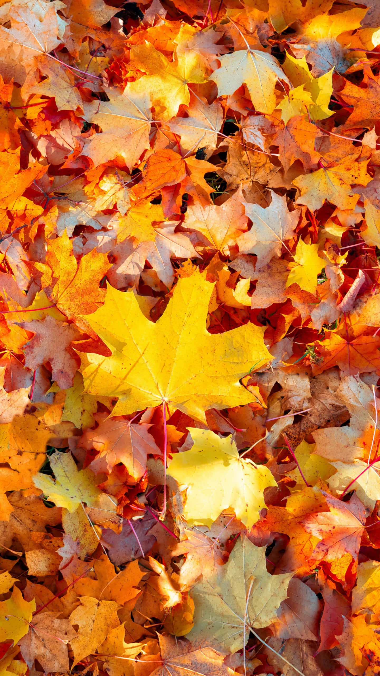 Fall Leaves iPhone 桌布 壁紙 — 在明亮的陽光下，一片由火紅橙黃色的落葉楓葉組成的鮮豔地毯。