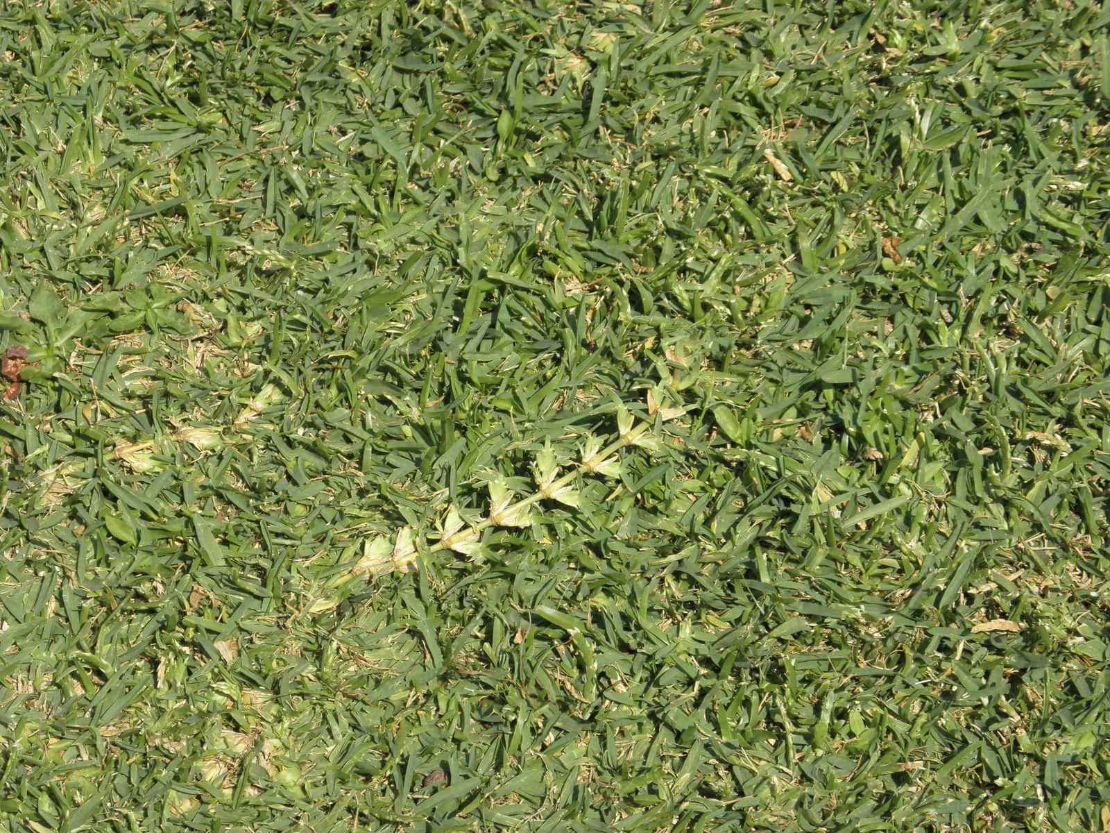 Grass 桌布 壁紙 — 在明亮陽光下，茂密綠草葉片特寫，帶有零星乾燥尖端。