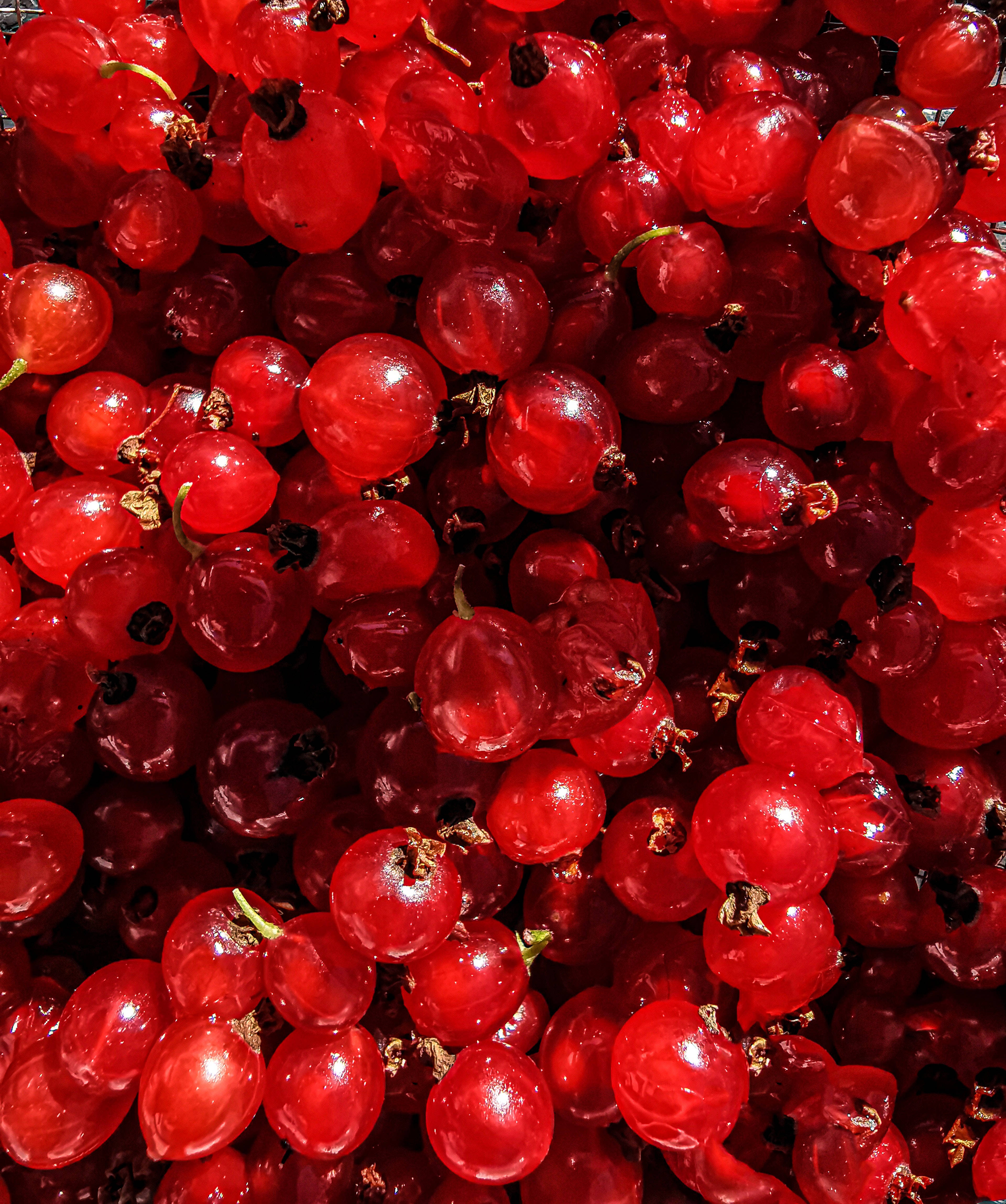 Fruits 桌布 壁紙 — 在明亮陽光下，閃閃發光的紅醋栗特寫，表面帶有露珠和小莖。