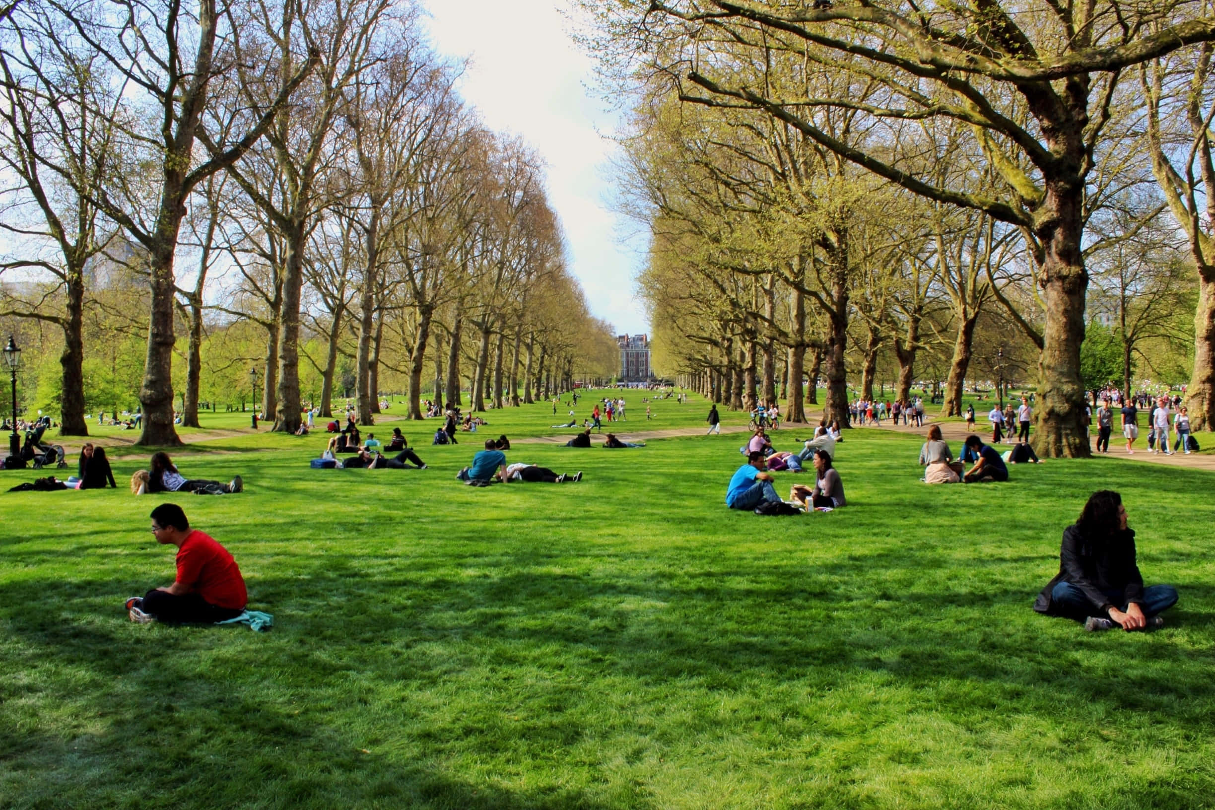 trees 桌布 壁紙 — 在明媚的春日，人們在寬敞的城市公園中，在高大的樹木下，於充滿活力的綠色草地上放鬆和享受日光浴。