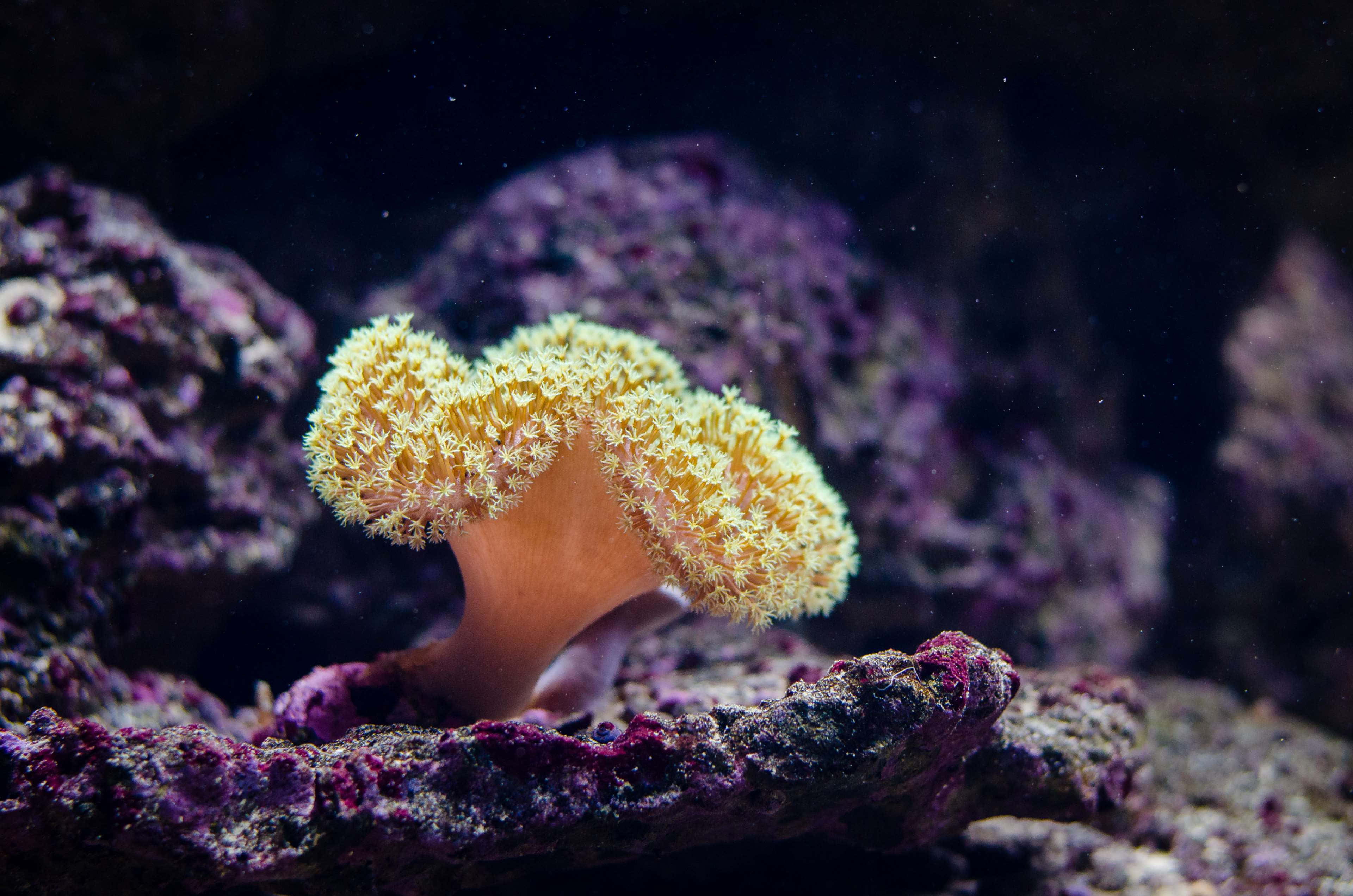 coral 桌布 壁紙 — 在昏暗的水底場景中，一朵鮮黃色的珊瑚帶有羽毛狀的水螅體在紫色岩石上盛開。