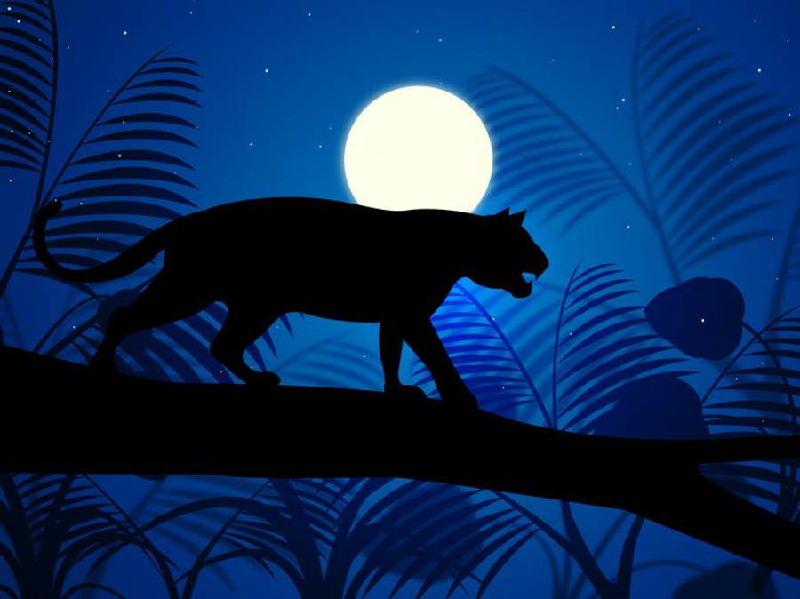 Moonlight 桌布 壁紙 — 在星光燦爛的熱帶夜晚，一隻美洲豹的剪影在樹枝上徘徊，下方是一輪發光的滿月。