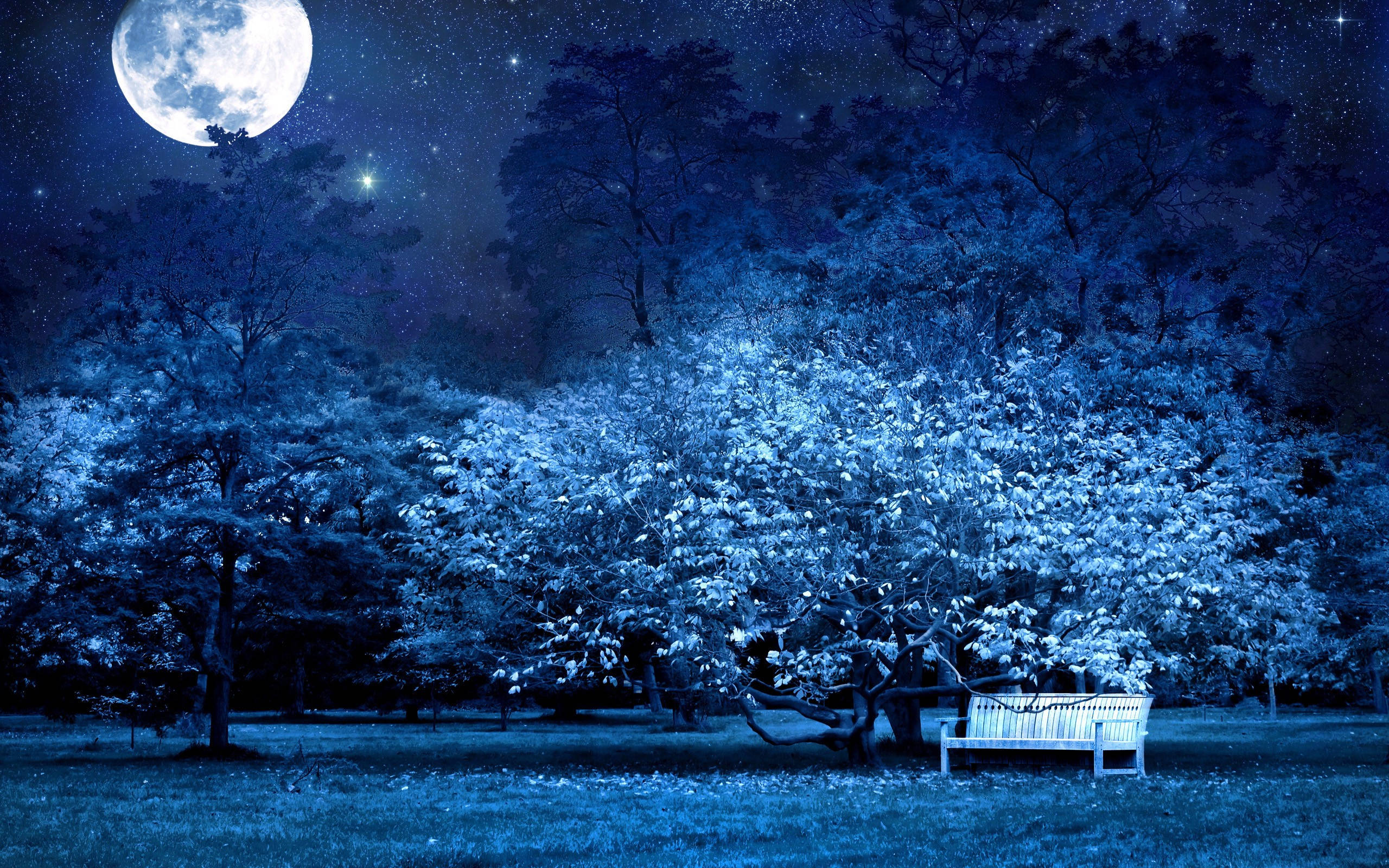Moon Night Sky 桌布 壁紙 — 在星空下，夜晚寧靜的藍調森林中，月光照耀的樹木下，一張孤獨的白色長椅。