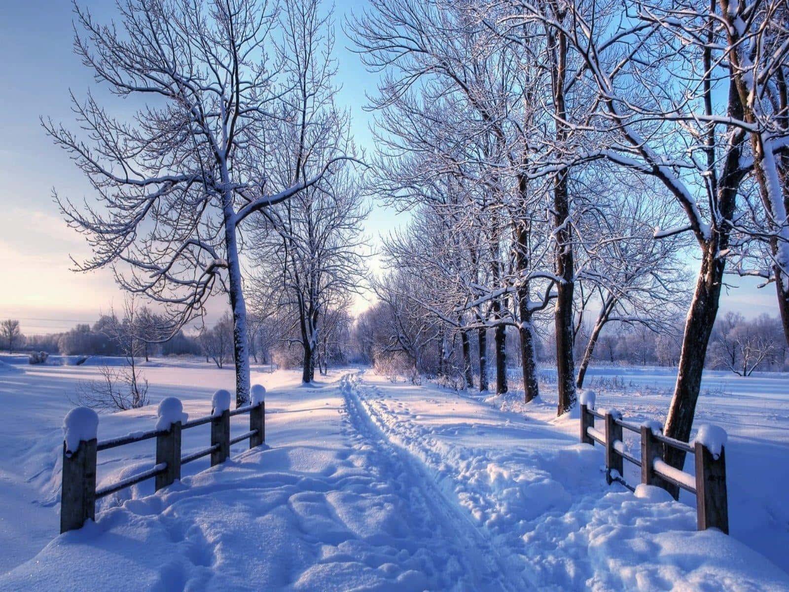 Winter Blues 桌布 壁紙 — 在晴朗的冬日藍天下，日出時分，一條寧靜的積雪小徑蜿蜒穿過光禿禿的樹木。