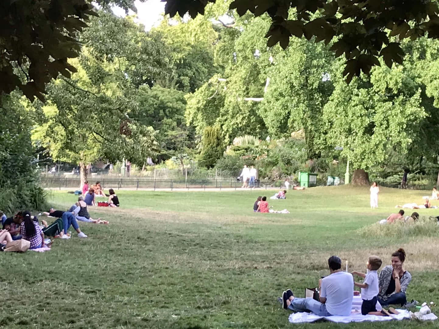 公園 桌布 壁紙 — 在晴朗的日子裡，人們在綠樹成蔭的公園草地上放鬆和野餐。