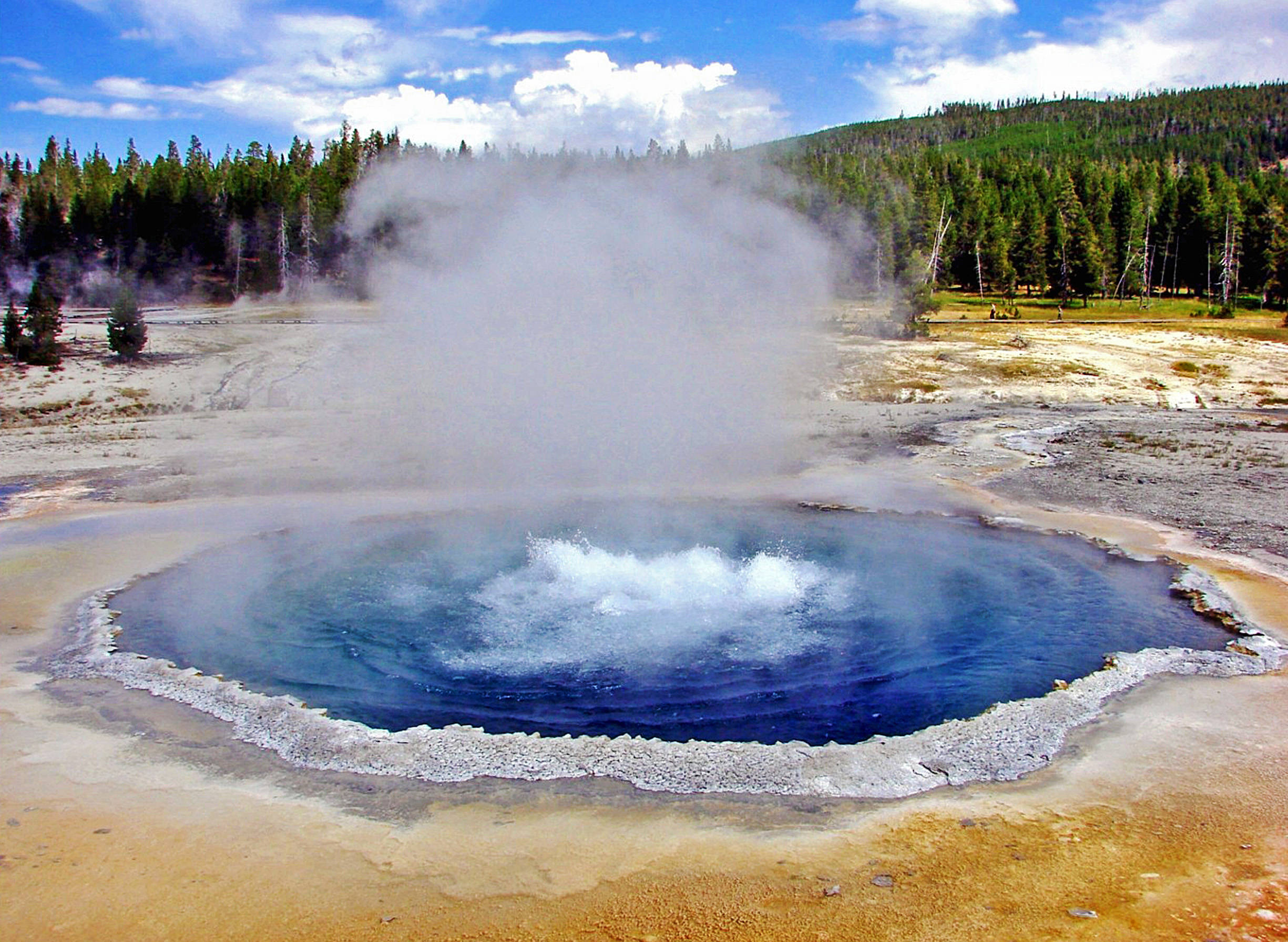 Yellowstone 桌布 壁紙 — 在晴朗的藍天下，一個被松樹林環繞的地熱盆地中，冒著蒸氣的藍色溫泉噴湧而出。