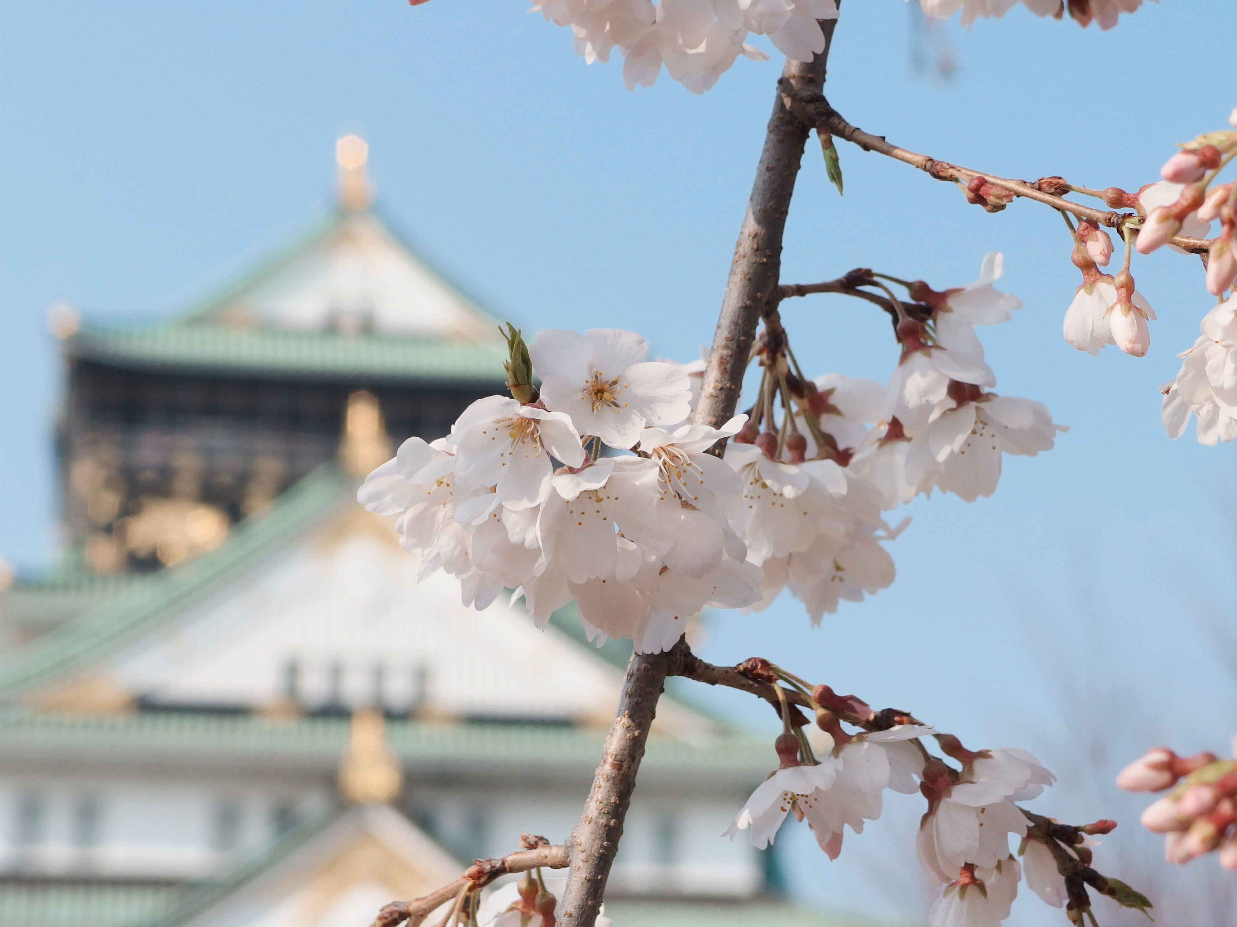Osaka Castle 桌布 壁紙 — 在晴朗的藍天下，細膩的白色櫻花在樹枝上盛開，背景是模糊的傳統日本城堡。