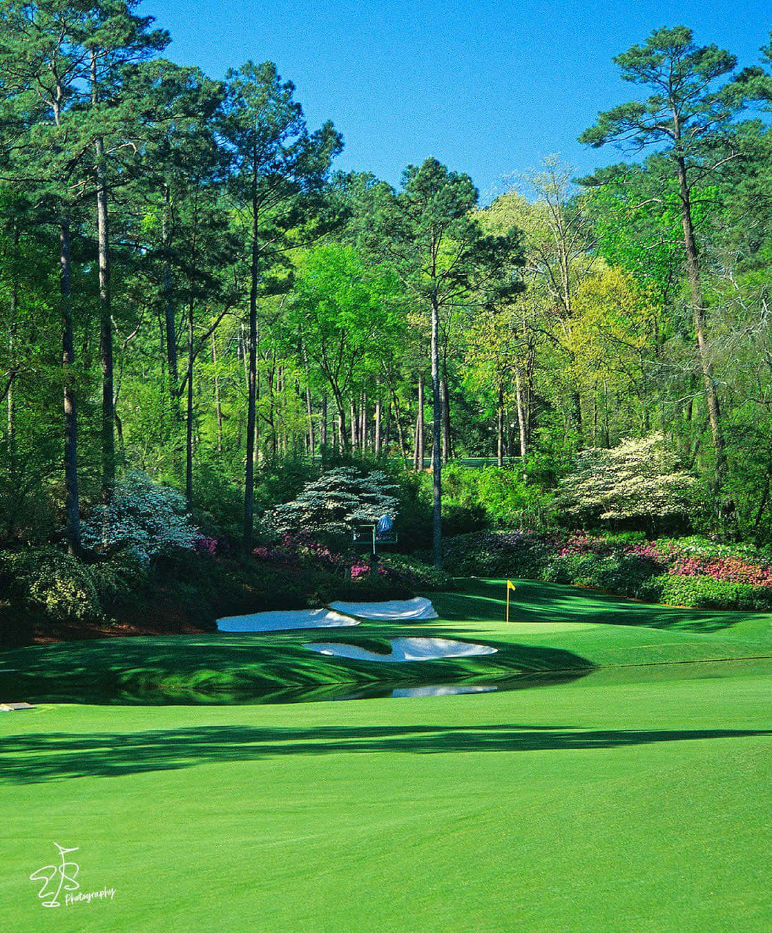 Augusta National iPhone 桌布 壁紙 — 在晴朗藍天下，一個充滿活力的高爾夫果嶺，周圍環繞著高大的松樹和色彩繽紛的花卉灌木。