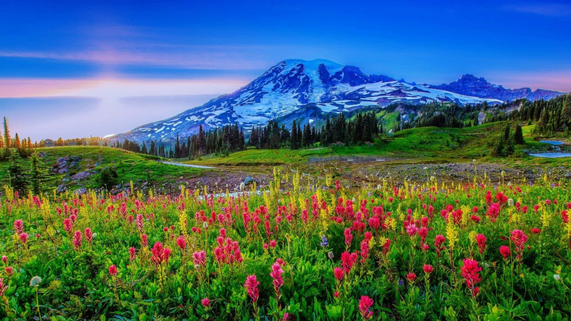 Spring Landscape 桌布 壁紙 — 在暮色天空下，雄偉的雪山前，鮮豔的粉紅色和黃色野花在前景盛開。