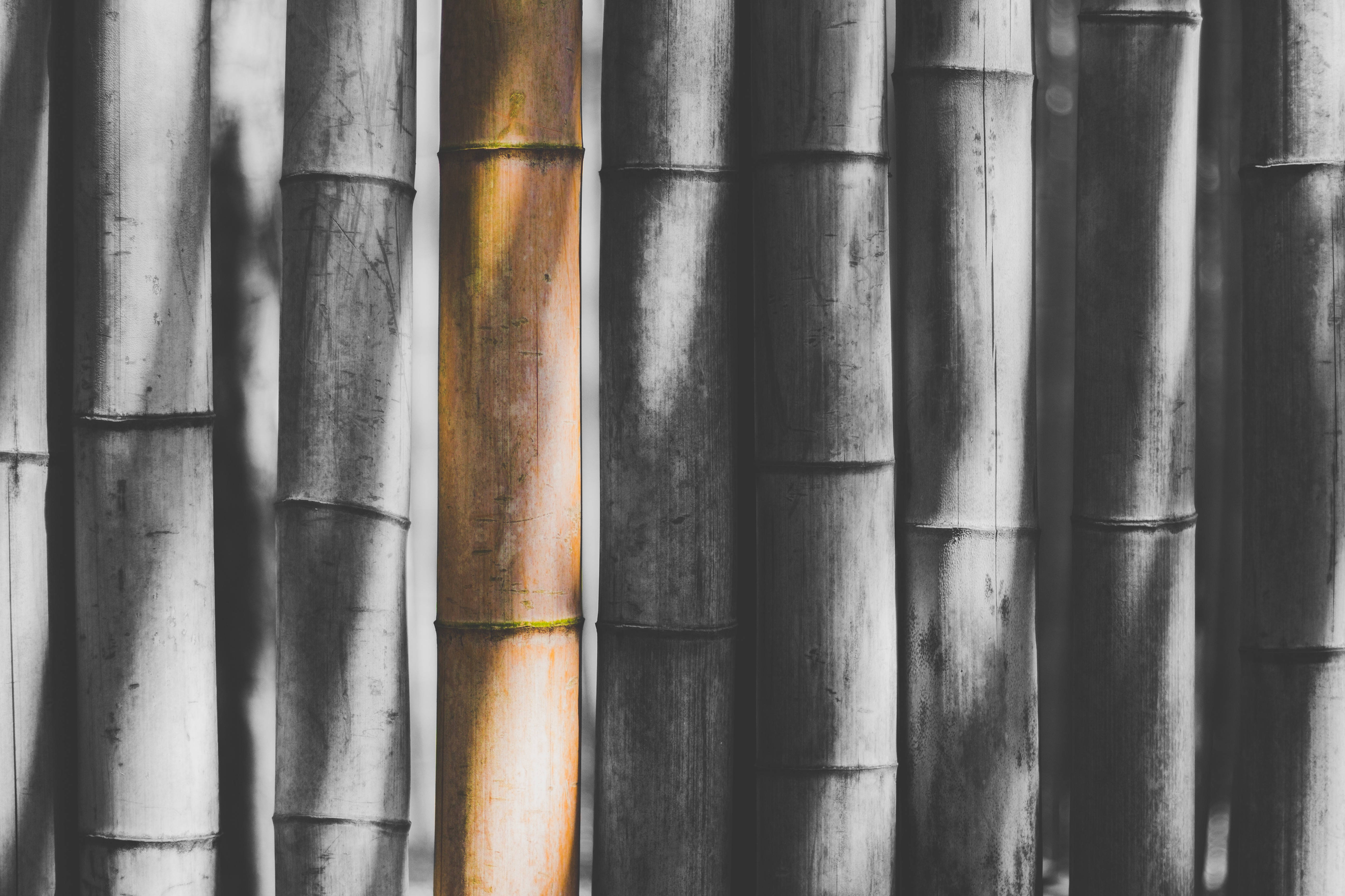 Bamboo 桌布 壁紙 — 在柔和光線中，一根暖色調的竹子在單色垂直竹林中脫穎而出。