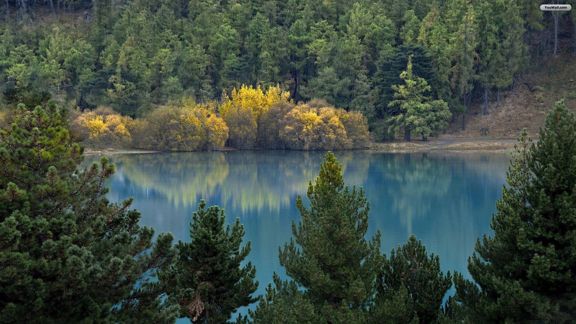Lake 桌布 壁紙 — 在柔和日光下，寧靜的湖面倒映著周圍的常綠樹和鮮黃色的灌木叢。