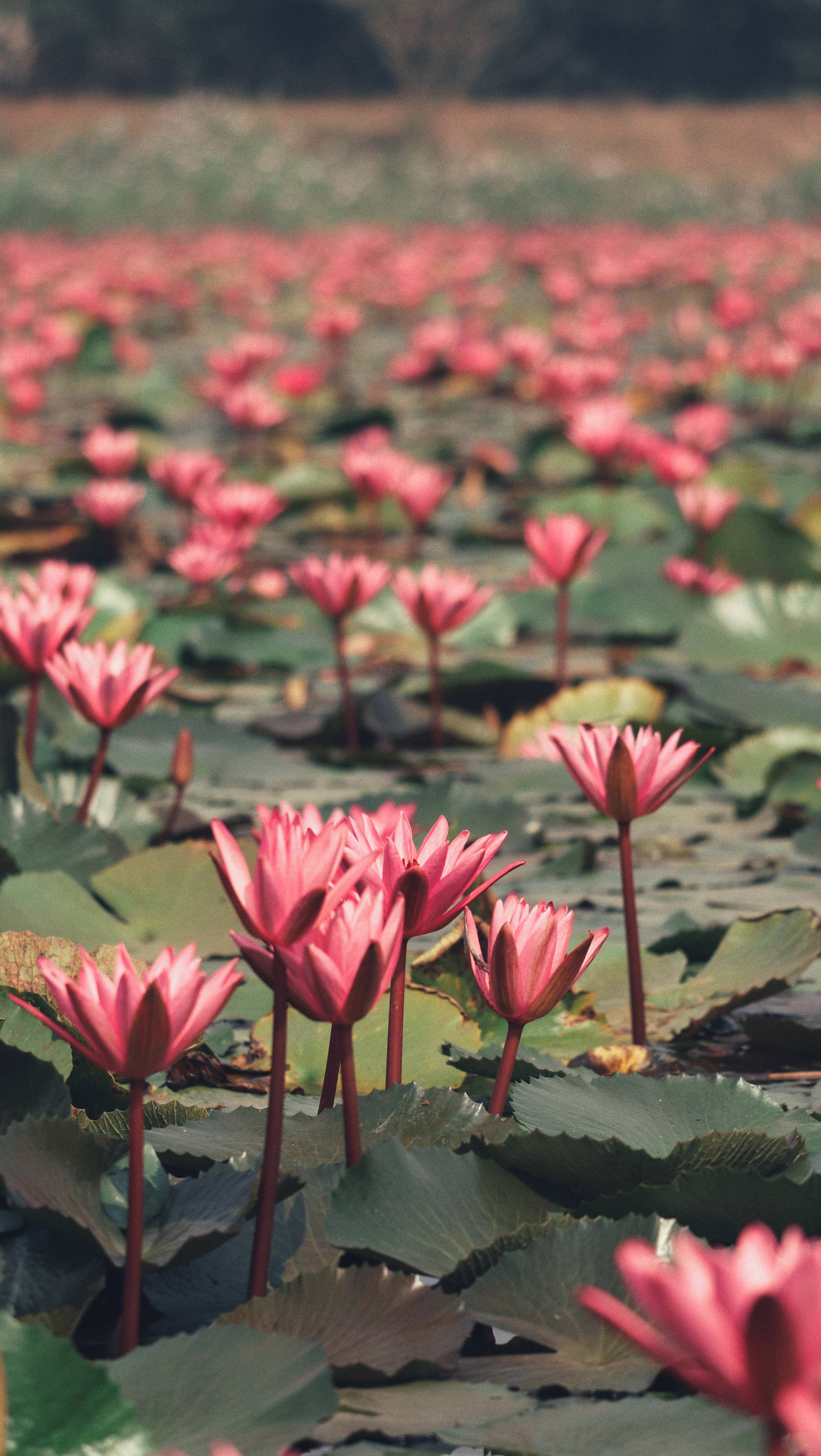 lotus 桌布 壁紙 — 在柔和日光下，平靜的池塘上盛開著一片鮮豔的粉紅色睡蓮，伴隨著茂密的綠色睡蓮葉。