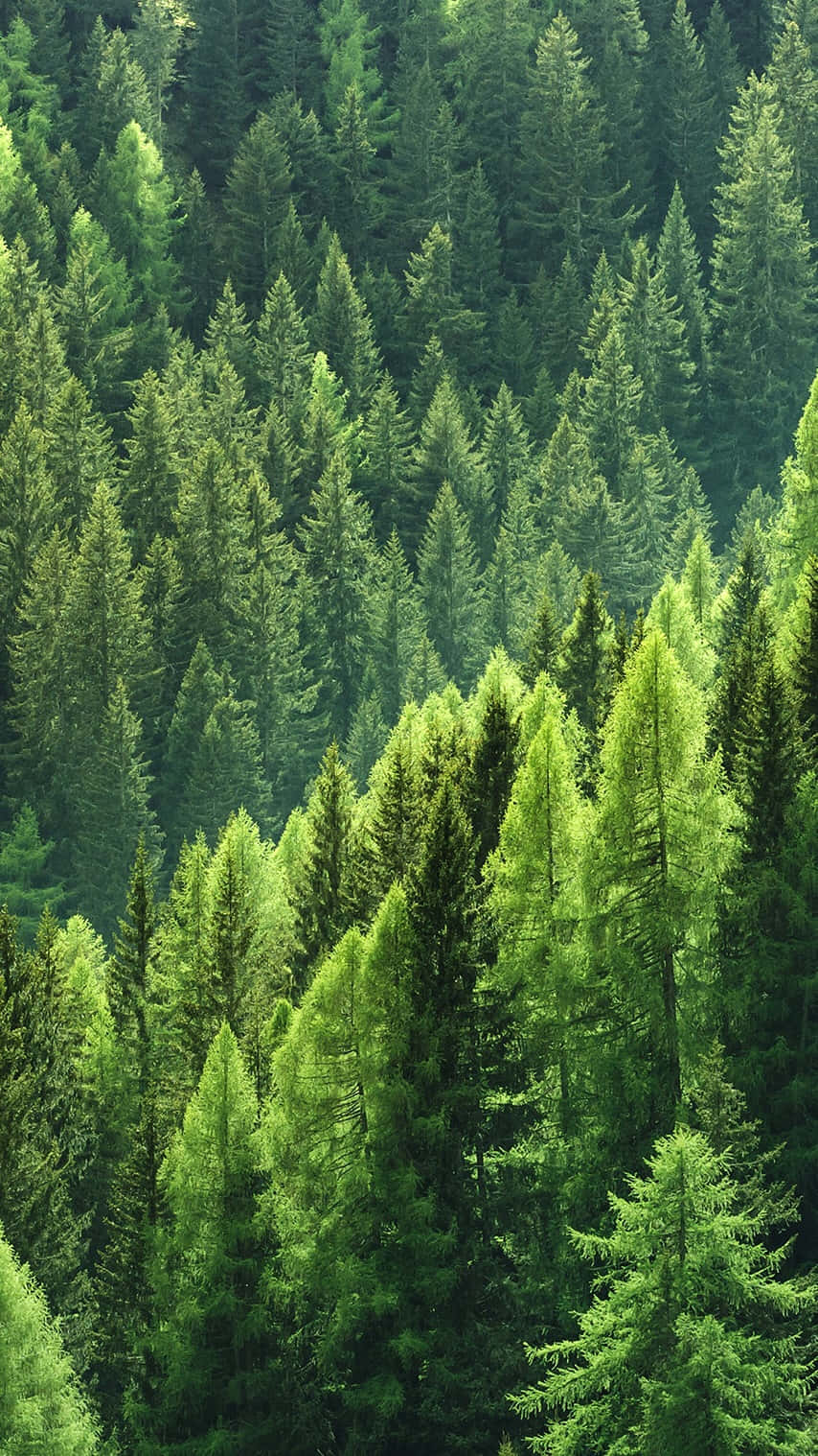 Trees iPhone 桌布 壁紙 — 在柔和日光下，茂密的常綠樹林鳥瞰圖，鮮綠的樹木遍佈起伏的丘陵。