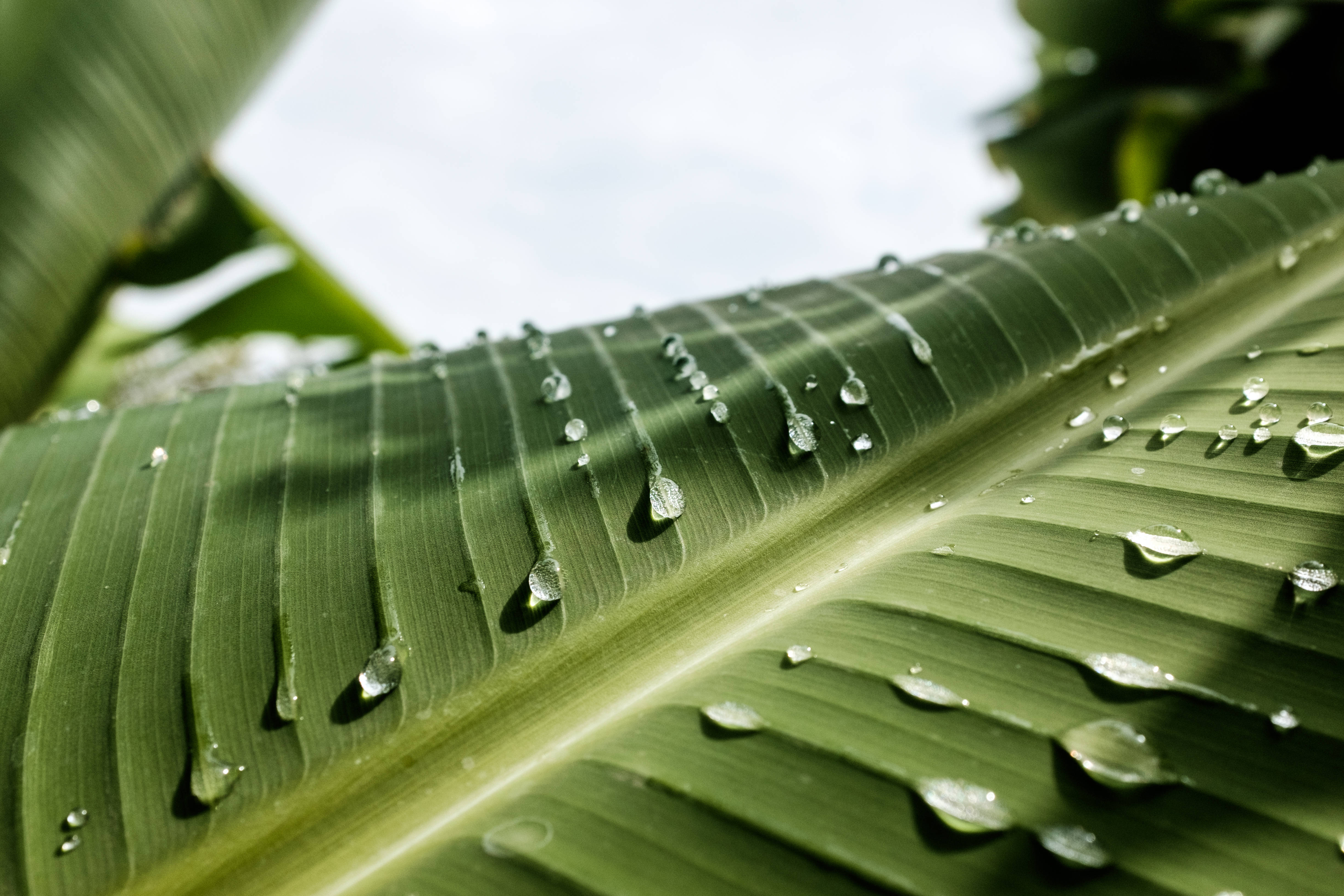 Droplets 桌布 壁紙 — 在柔和日光下，閃閃發光的水珠依附在大型熱帶葉片鮮綠的葉脈上。