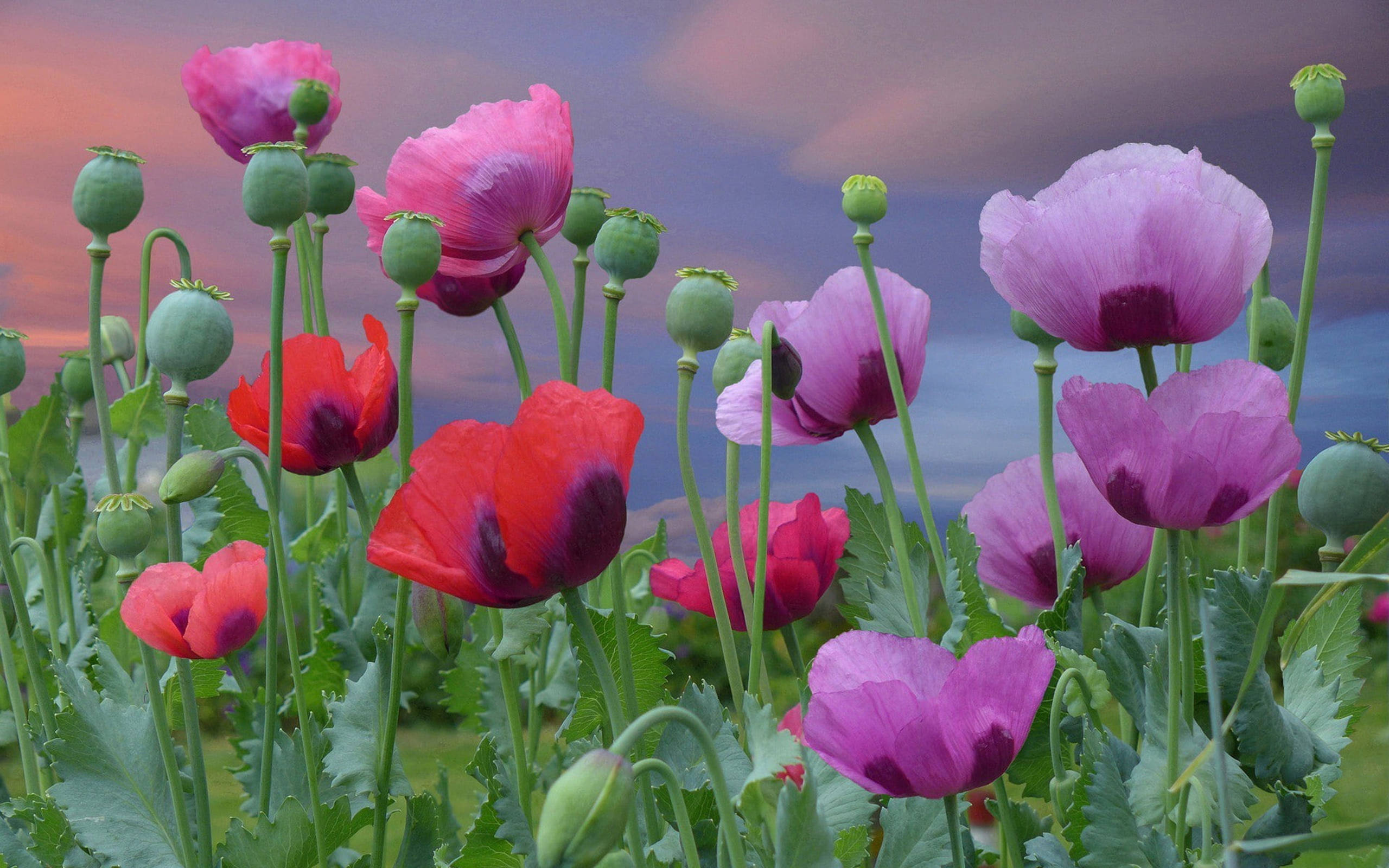 Poppy 桌布 壁紙 — 在柔和暮色天空下，帶有綠色花蕾的鮮豔粉紅色和紅色罌粟花在田野中搖曳。
