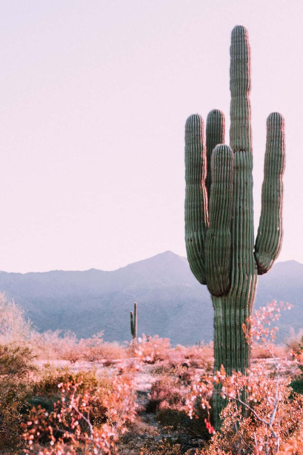 Cactus 桌布 壁紙 — 在柔和的天空下，沙漠景觀中矗立著一棵高大的薩瓜羅仙人掌，帶有柔和的粉紅色和綠色色調。