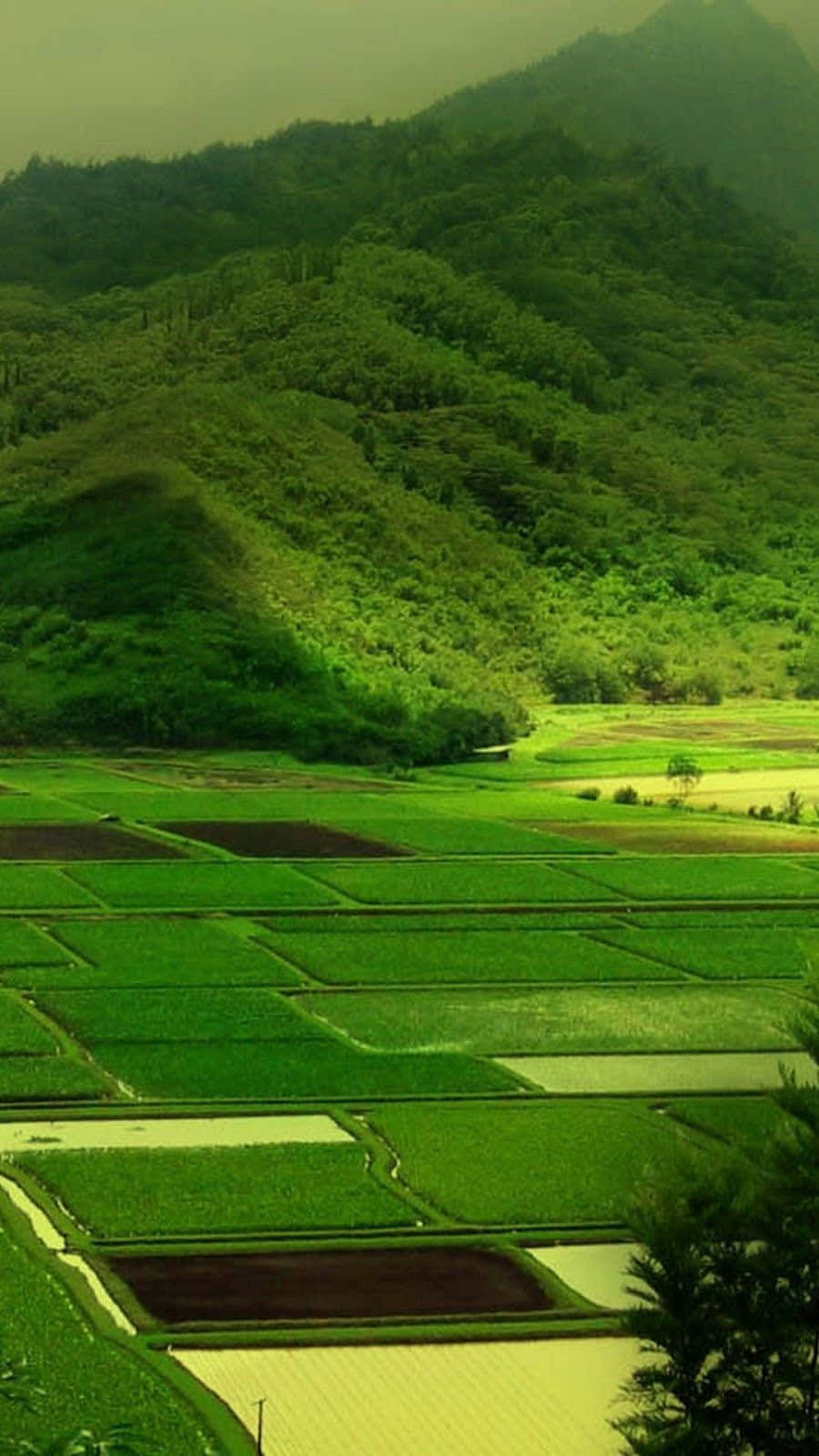 Farm 桌布 壁紙 — 在柔和的漫射光下，茂密的綠色梯田水稻田沿著霧氣瀰漫的森林山丘層層疊疊地傾瀉而下。