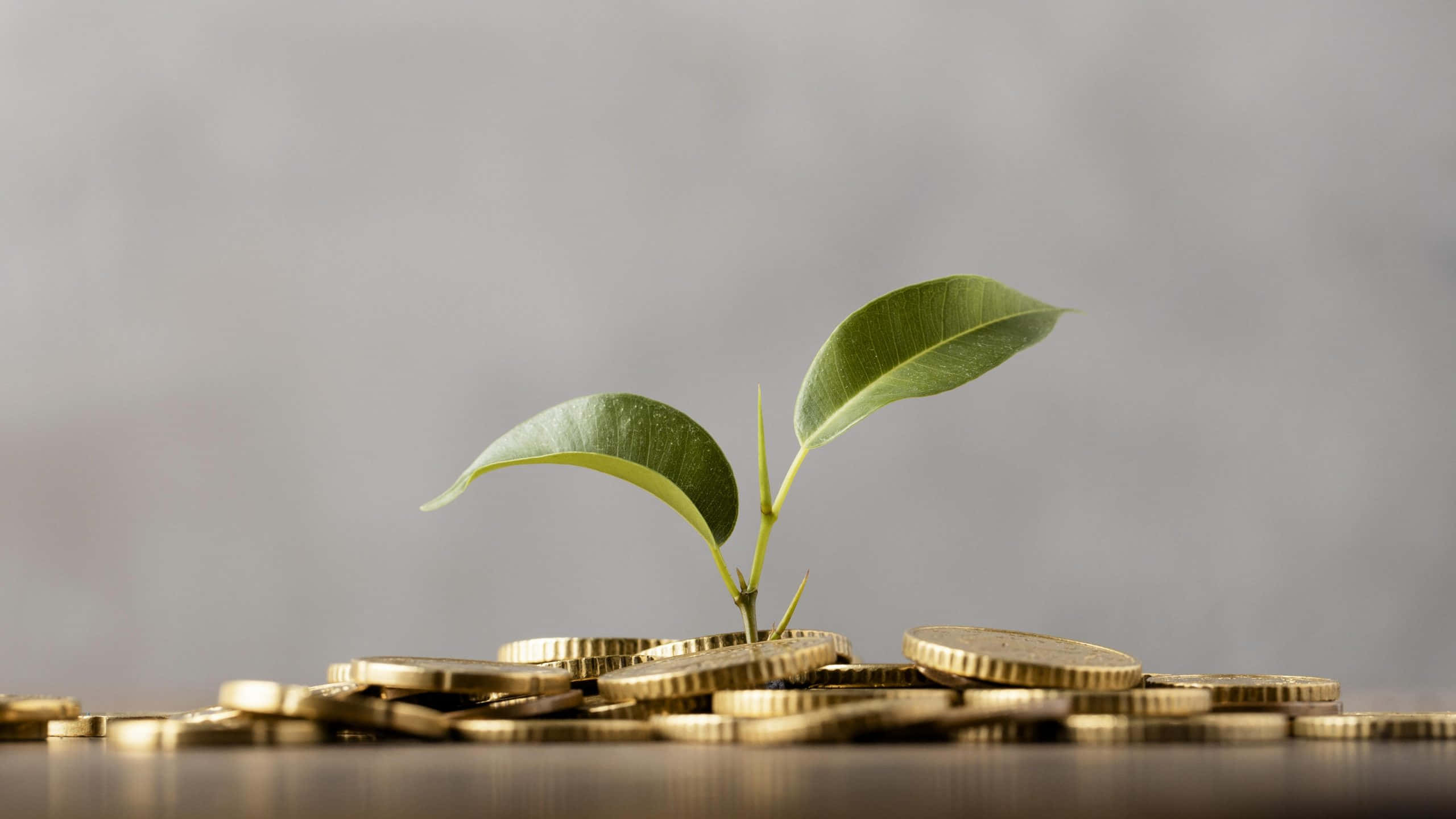 Green Finance 桌布 壁紙 — 在柔和的灰色背景上，一堆金幣中長出一棵充滿活力的綠色嫩芽。