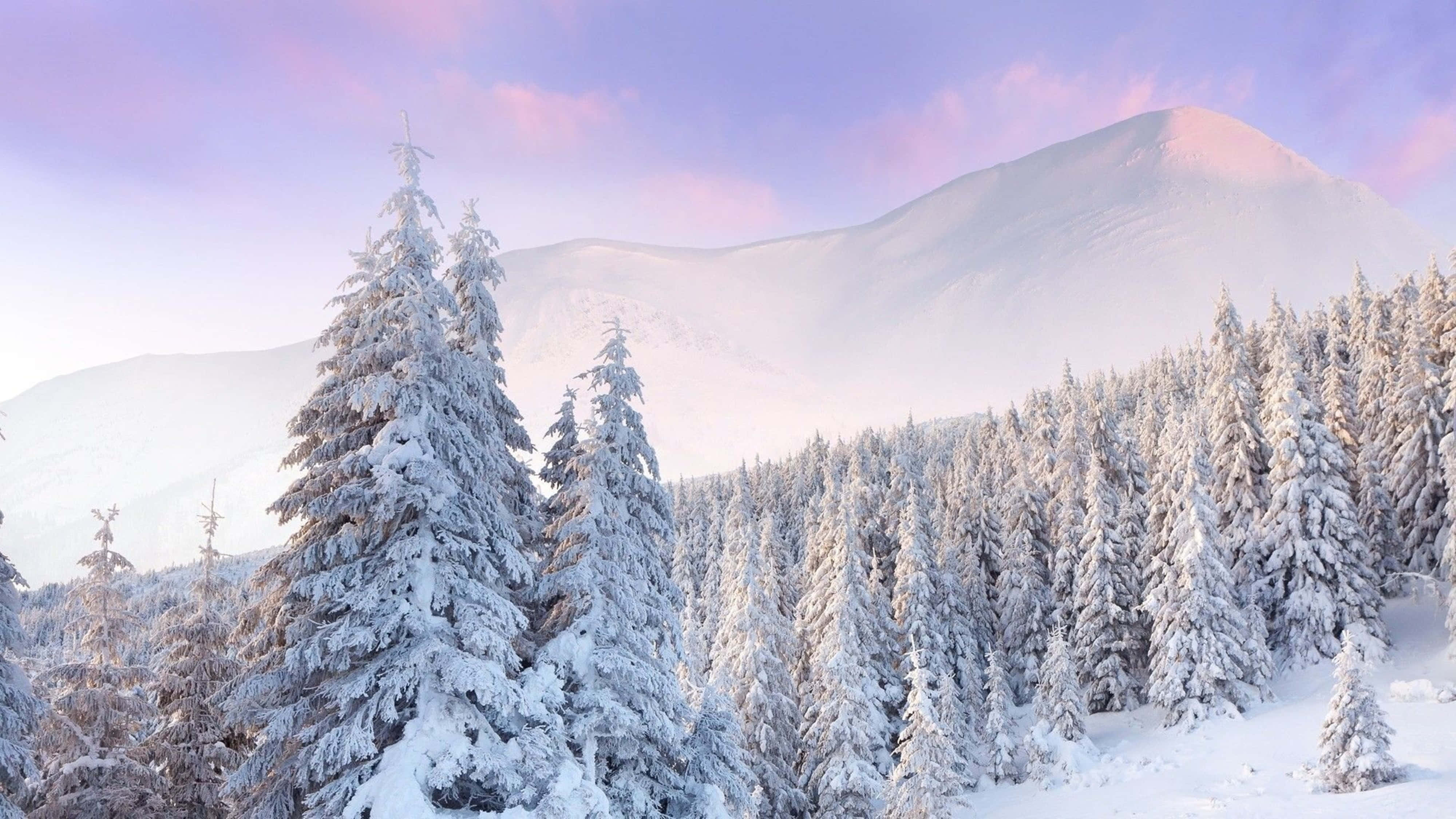 Snow 4K 桌布 壁紙 — 在柔和的粉紅色和薰衣草色日出天空下，白雪覆蓋著高聳的常青樹和遠山。