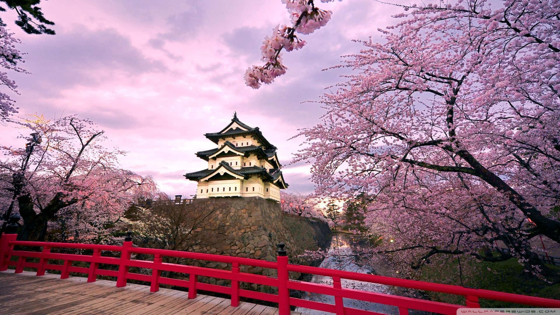 Cherry Blossom Tree 桌布 壁紙 — 在柔和的粉紅色暮色天空下，傳統日本城堡被盛開的櫻花環繞。