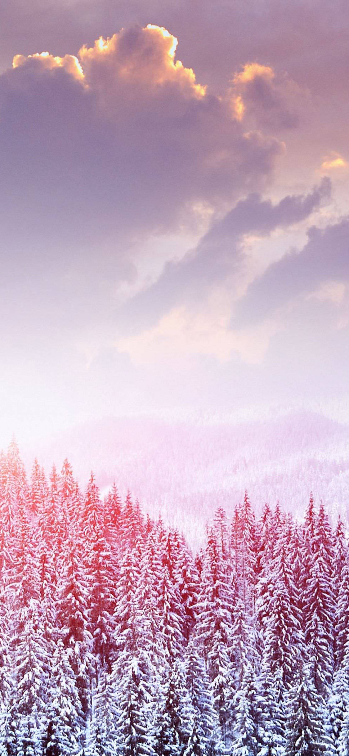 Cute Winter iPhone 桌布 壁紙 — 在柔和的紫色和粉紅色日落天空及發光雲彩下的雪松林。