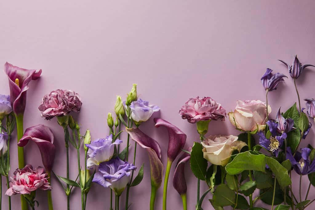 Best Flowers 桌布 壁紙 — 在柔和的薰衣草背景上，底部排列著紫色、粉紅色和白色的花朵，配有綠色莖葉。