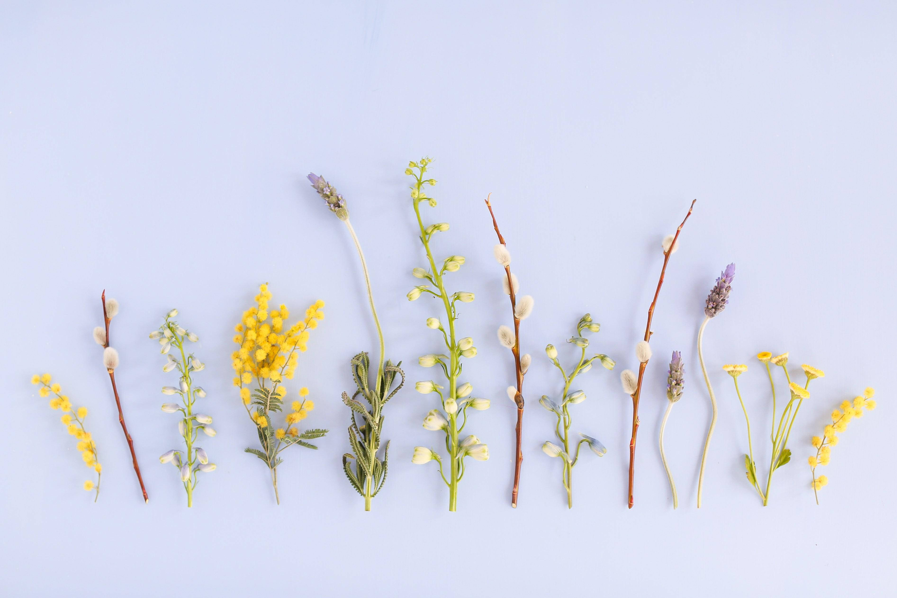 Cute Spring 桌布 壁紙 — 在柔和的藍色背景上，以平鋪方式排列各種黃、綠、紫色調的乾燥花和柳絮。
