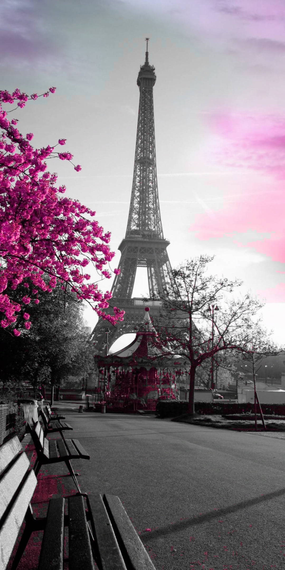 Eiffel Tower 桌布 壁紙 — 在柔和粉紅色的天空下，以鮮豔的粉紅色櫻花框住的艾菲爾鐵塔的醒目黑白景觀。