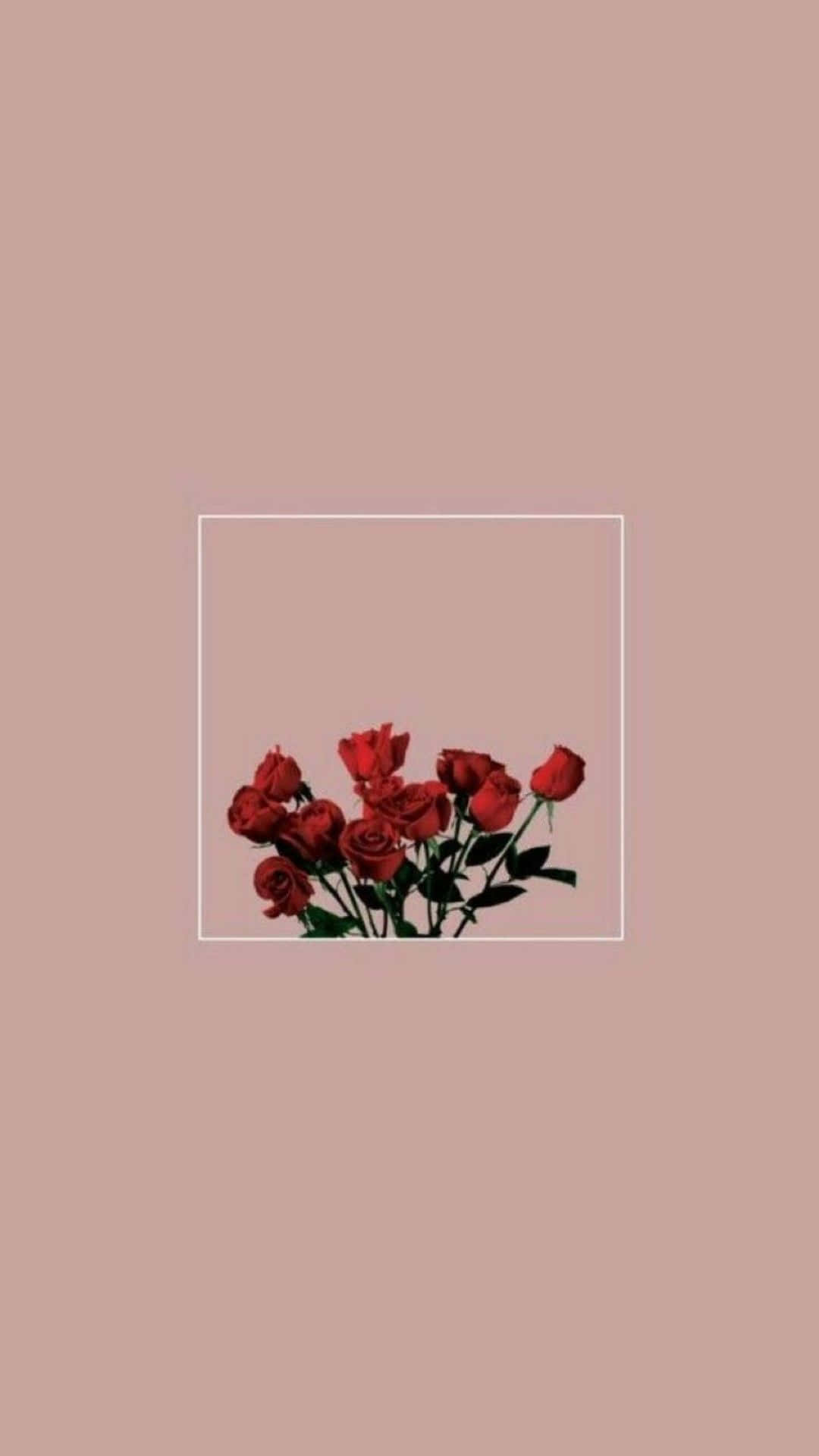 Cute Aesthetic Flower 桌布 壁紙 — 在柔和粉紅色背景上，白色框架內鮮豔紅玫瑰的極簡佈置。