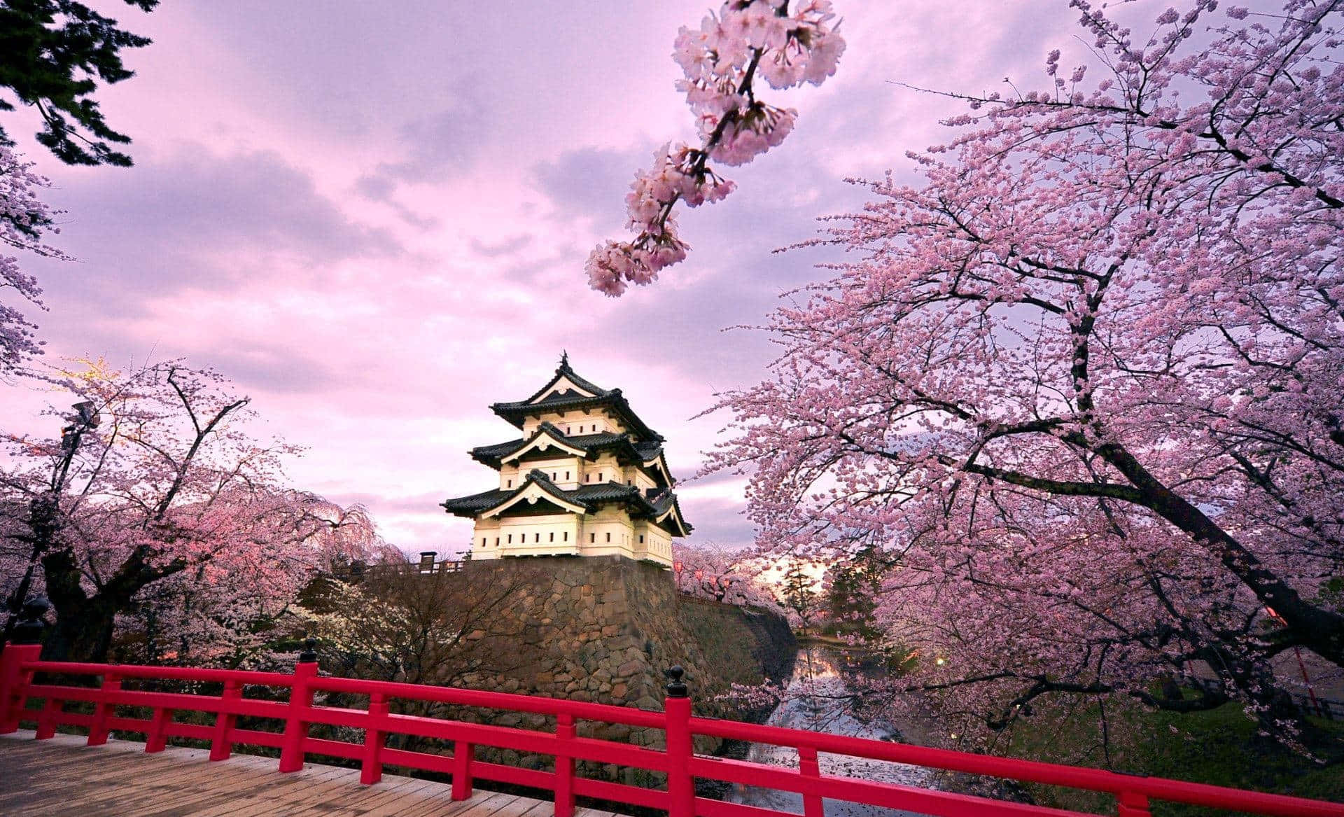 Sakura Blossom 桌布 壁紙 — 在柔和紫色暮色天空下，一座傳統日本城堡聳立在盛開粉紅櫻花環繞的鮮紅橋樑後方。