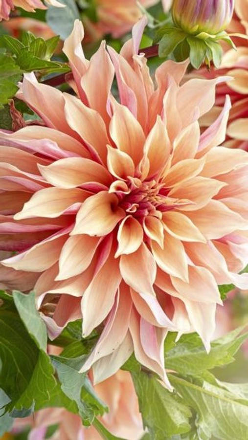 Dahlia 桌布 壁紙 — 在柔和自然光下，一朵完全盛開的蜜桃色大麗花，帶有層層花瓣和綠葉的特寫。