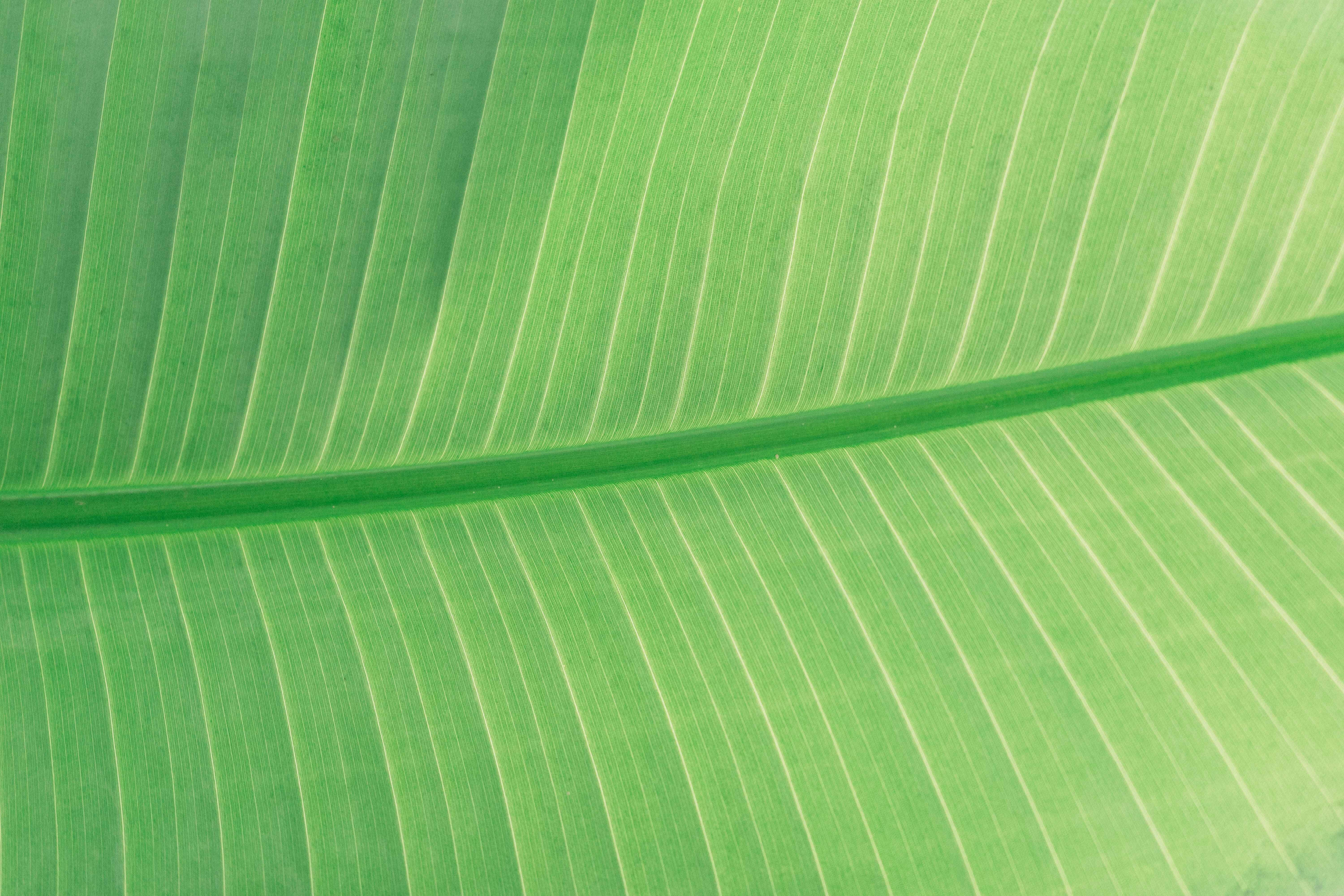 Banana Leaf 桌布 壁紙 — 在柔和自然光下，一片充滿活力的綠色香蕉葉的特寫，顯示出複雜的平行葉脈和中央葉脈。