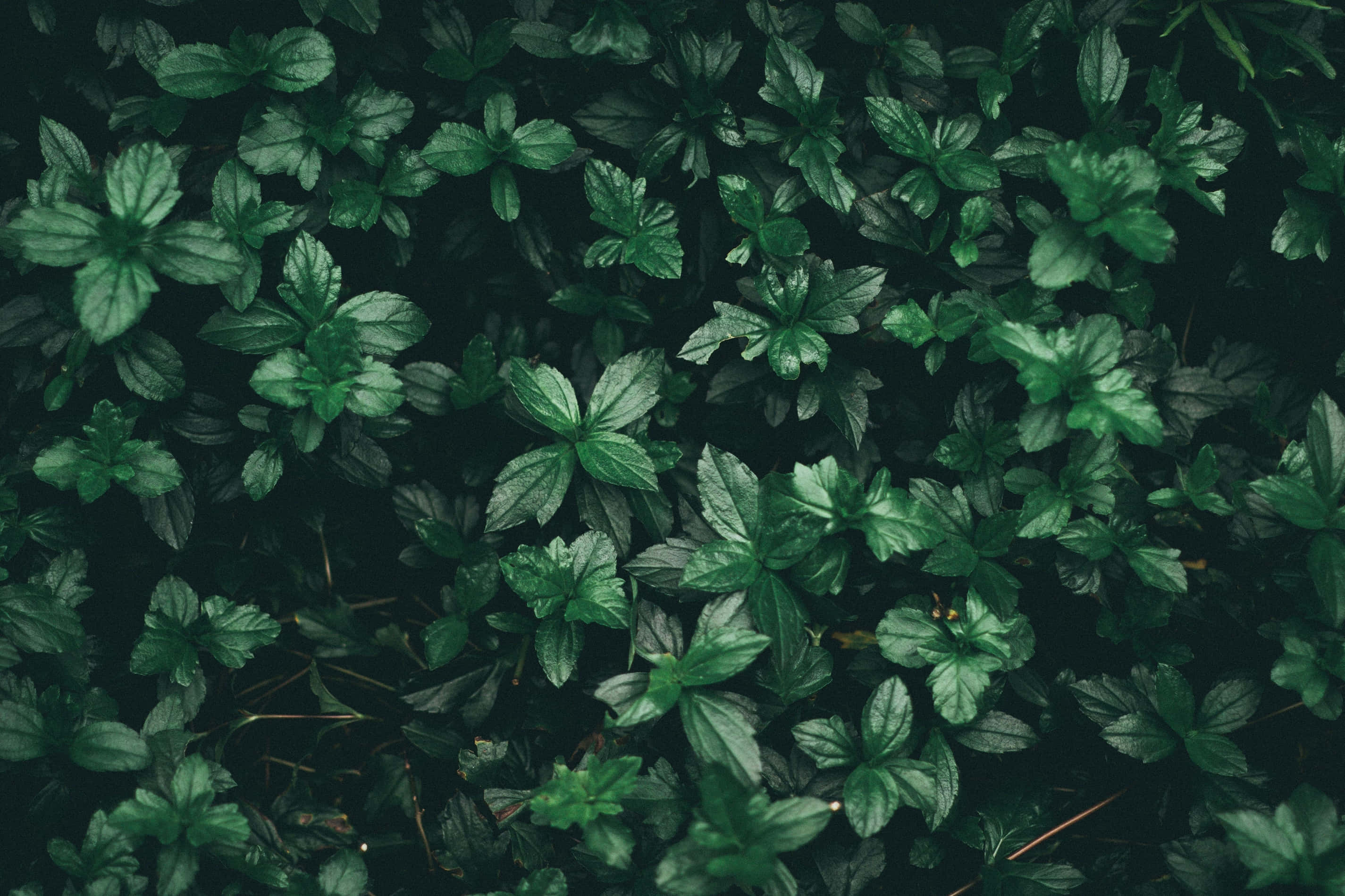Plant Aesthetic 桌布 壁紙 — 在柔和自然光下，一片茂密的鮮綠色葉子地毯，帶有各種色調和質感。