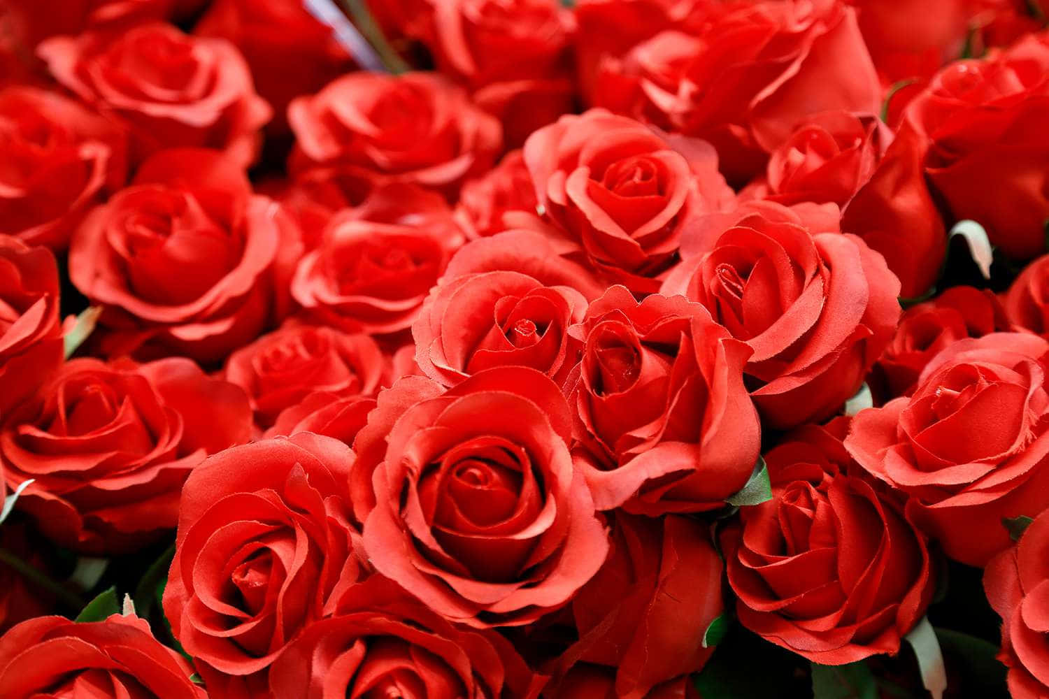 Flowers 桌布 壁紙 — 在柔和自然光下，充滿活力的紅玫瑰特寫，帶有精緻層層疊疊的花瓣和微妙的綠葉。