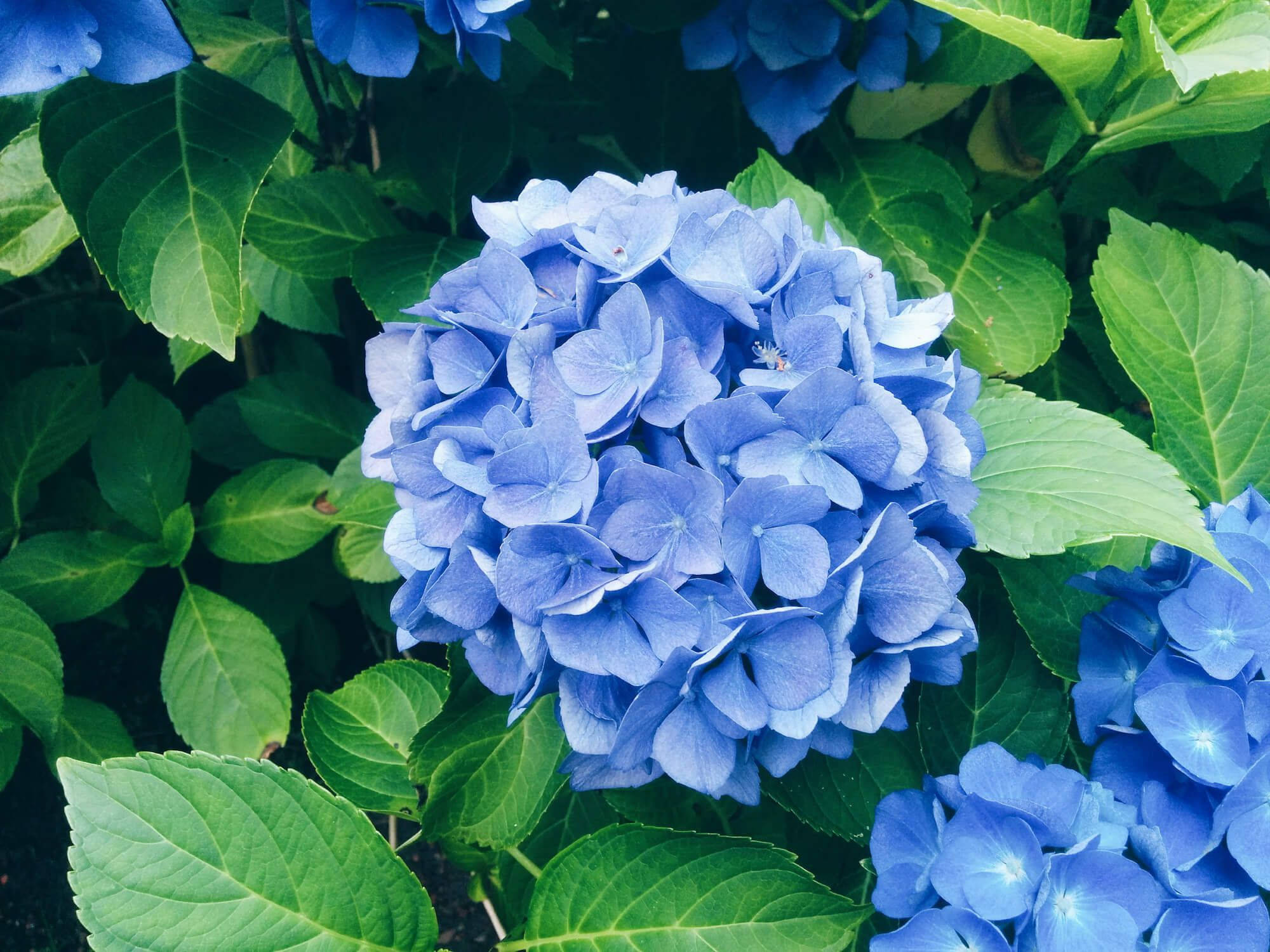 Flowers 桌布 壁紙 — 在柔和自然光下，充滿活力的藍色繡球花被茂盛綠葉包圍的特寫。