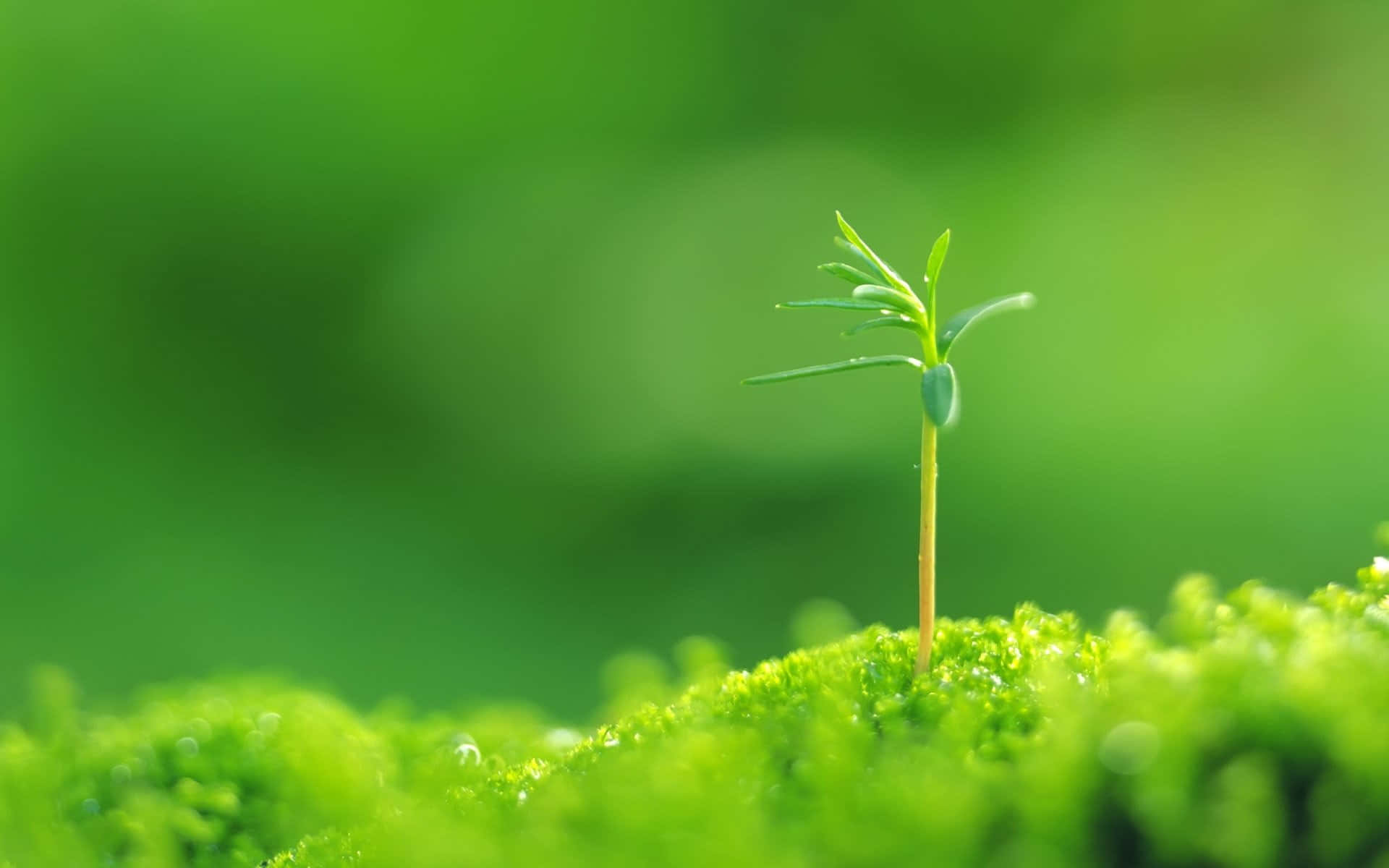 Nature Green 桌布 壁紙 — 在柔和自然光下，嫩綠的芽從鮮活的苔蘚中冒出，背景是模糊的綠色。