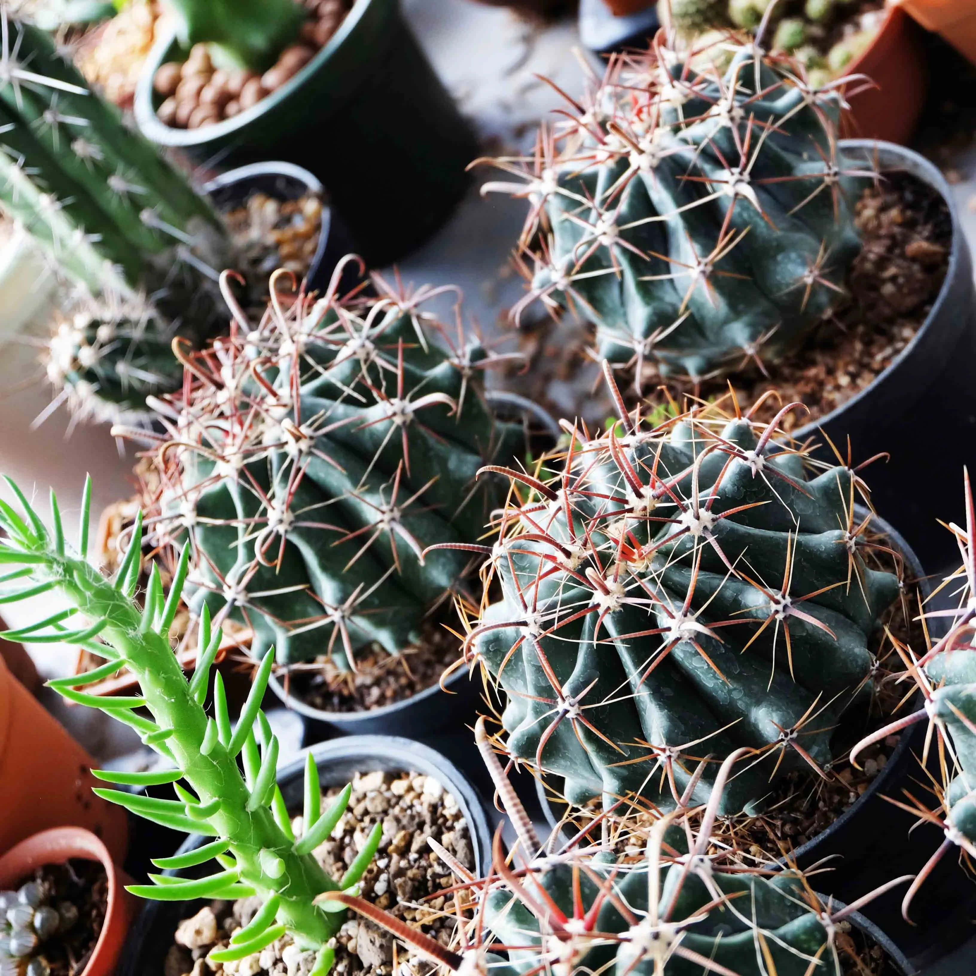 Cactus Plants 桌布 壁紙 — 在柔和自然光下，帶有紋理土壤的盆栽多刺桶形仙人掌和多肉植物的特寫。