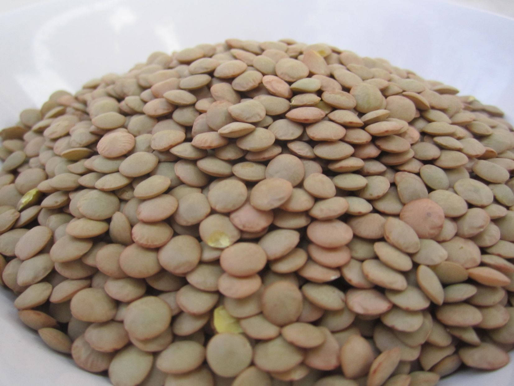 Healthy Food 桌布 壁紙 — 在柔和自然光下，白色陶瓷碗中堆滿乾燥棕色扁豆的特寫。