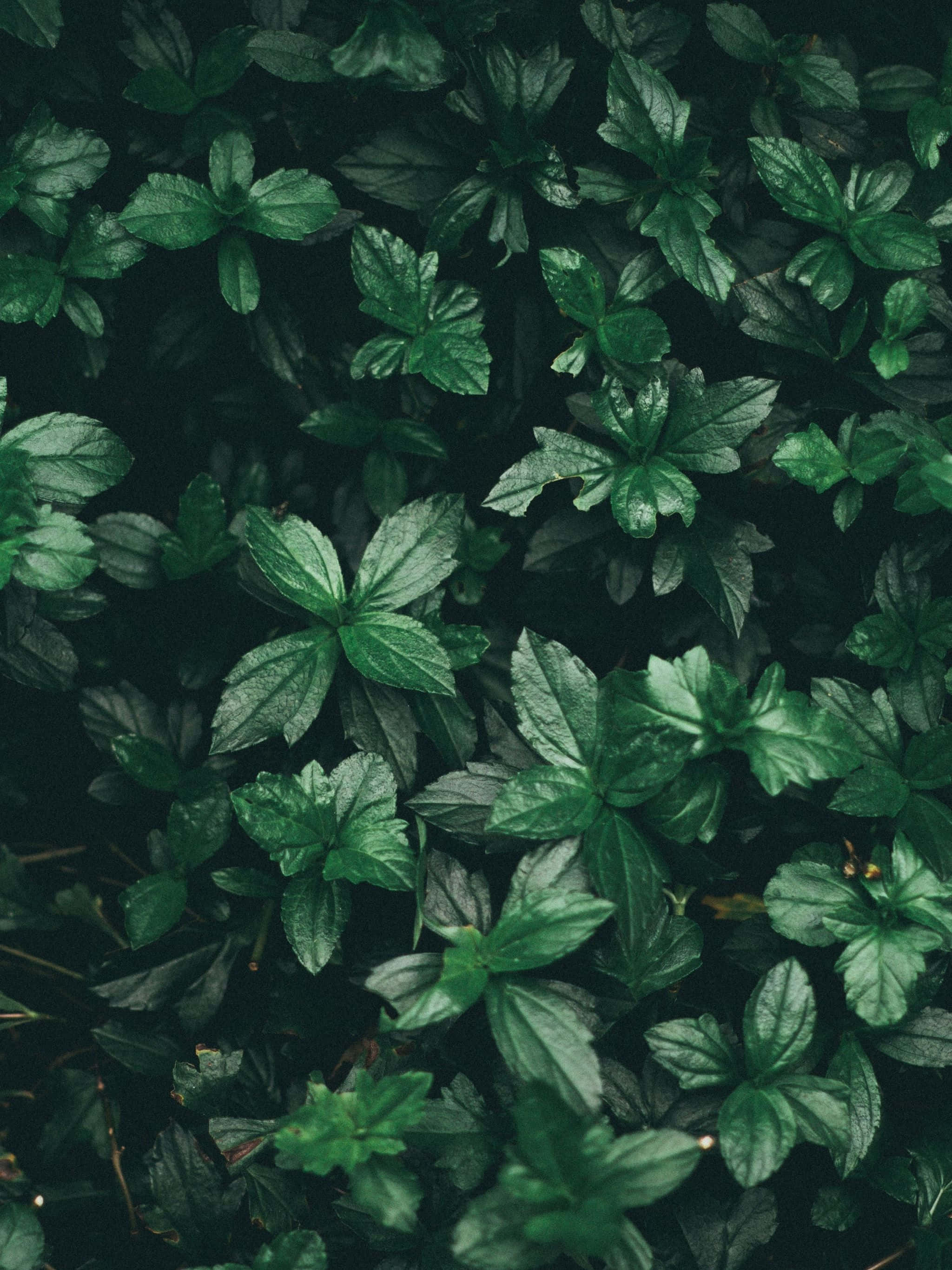 Green Leaves 桌布 壁紙 — 在柔和自然光下，茂密綠葉的特寫，呈現不同深淺色調和細微水珠。