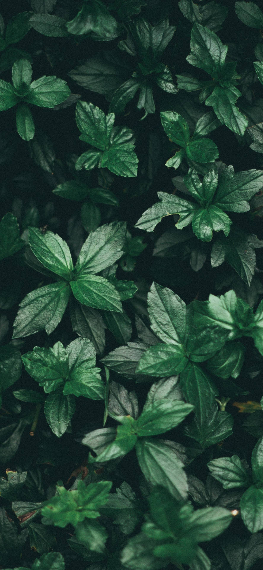 Mint 桌布 壁紙 — 在柔和自然光下，茂密綠葉的特寫，呈現多種色調和紋理。