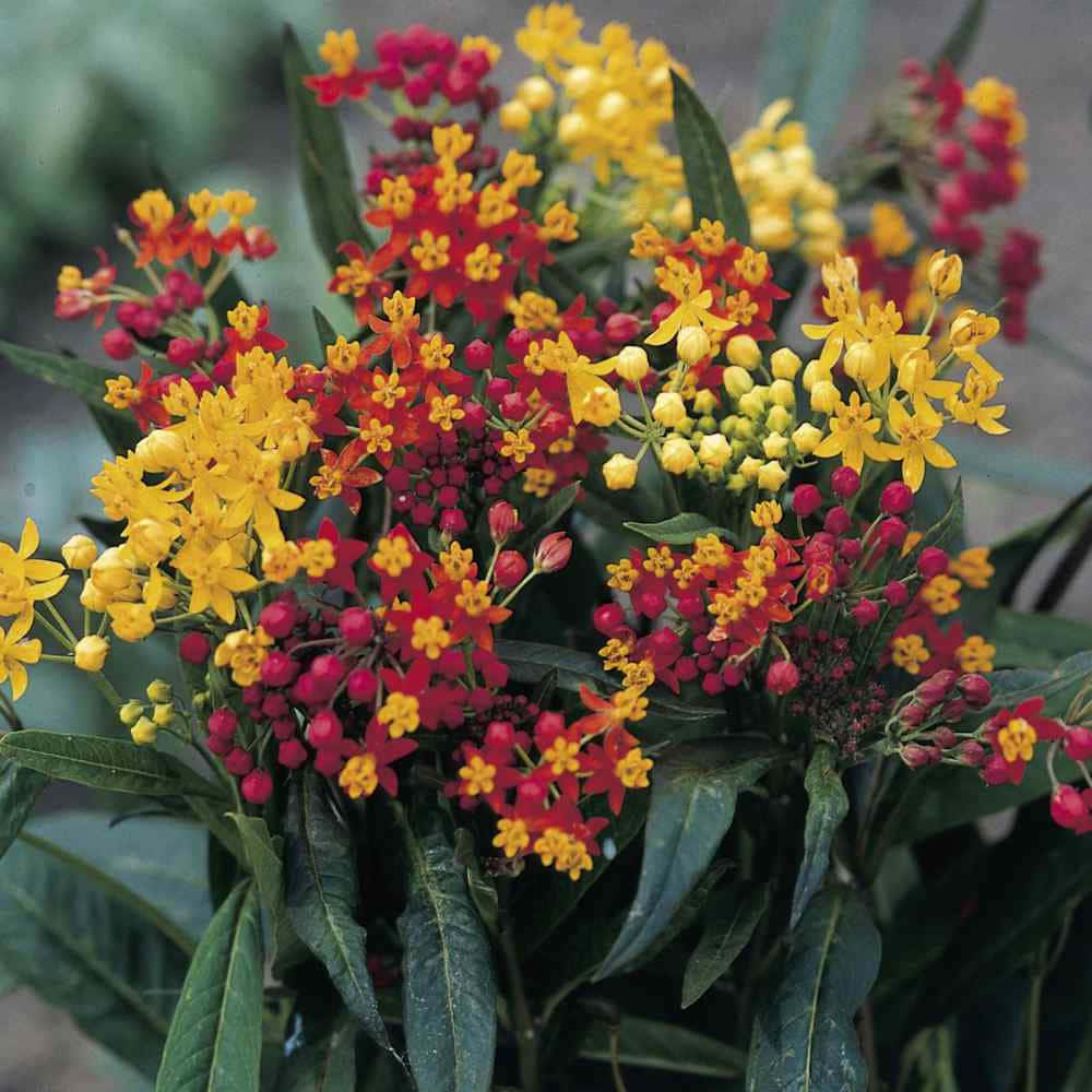 Butterfly Weed 桌布 壁紙 — 在柔和自然光下，黃色和紅色乳草花的鮮豔簇擁，伴隨著綠葉。